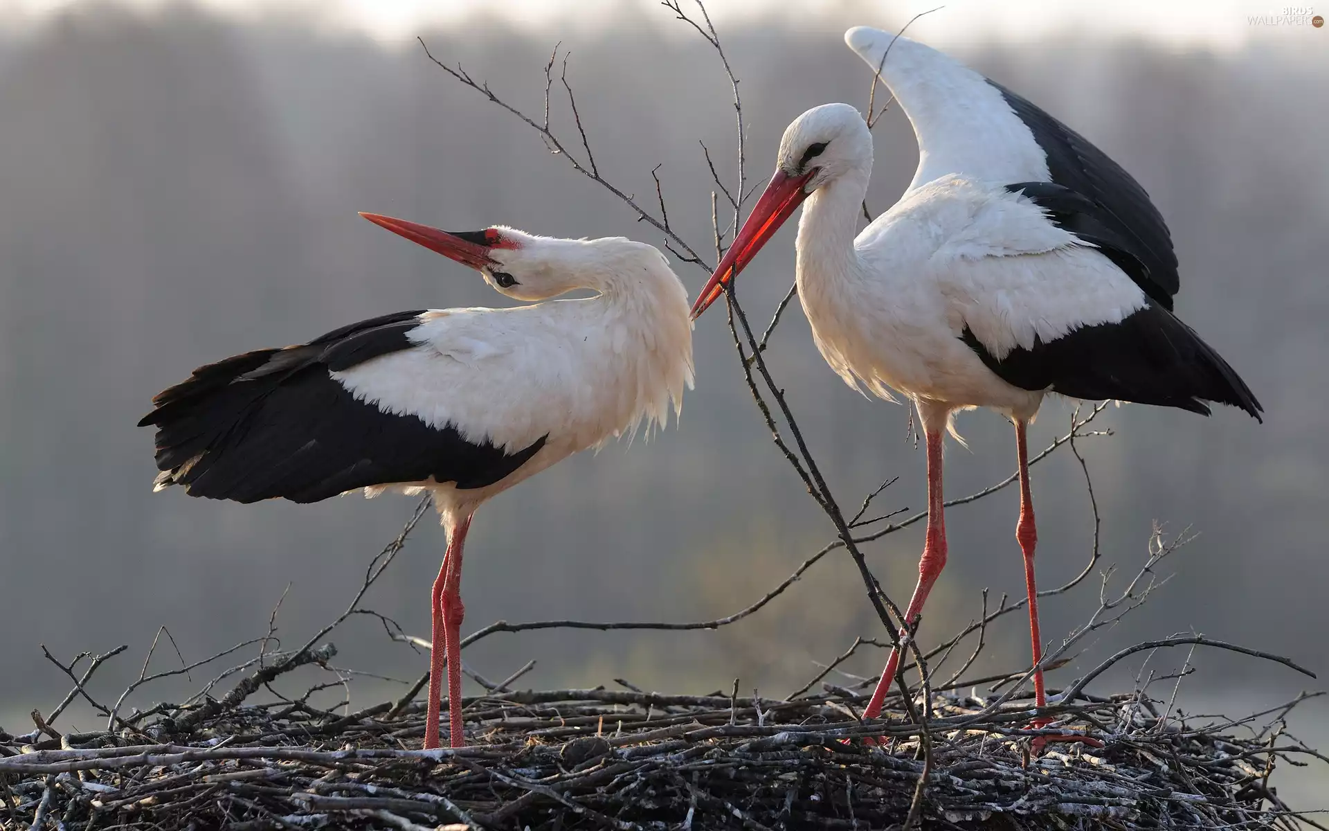 courtship, Storks, nest