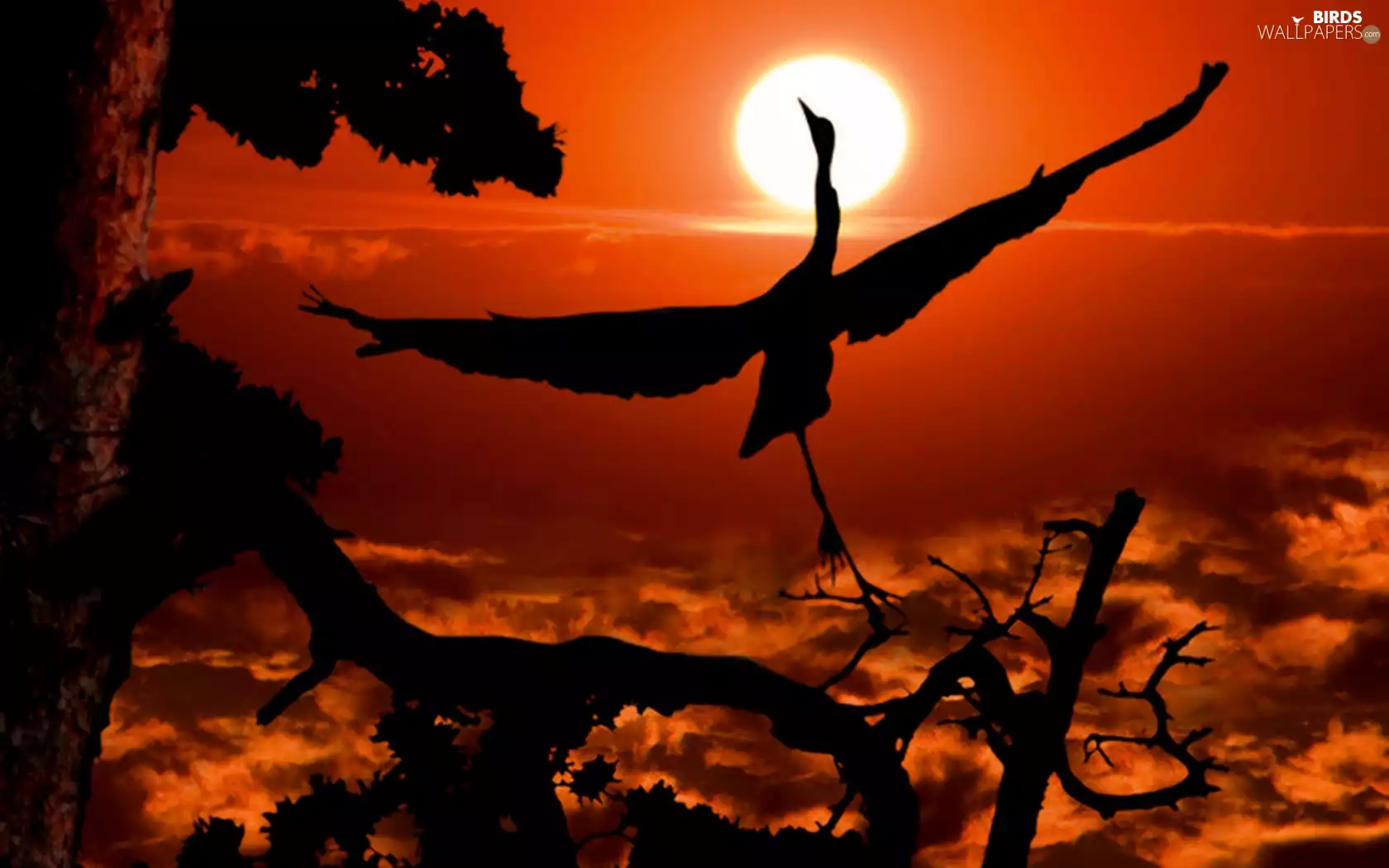 crane, sun, Bird