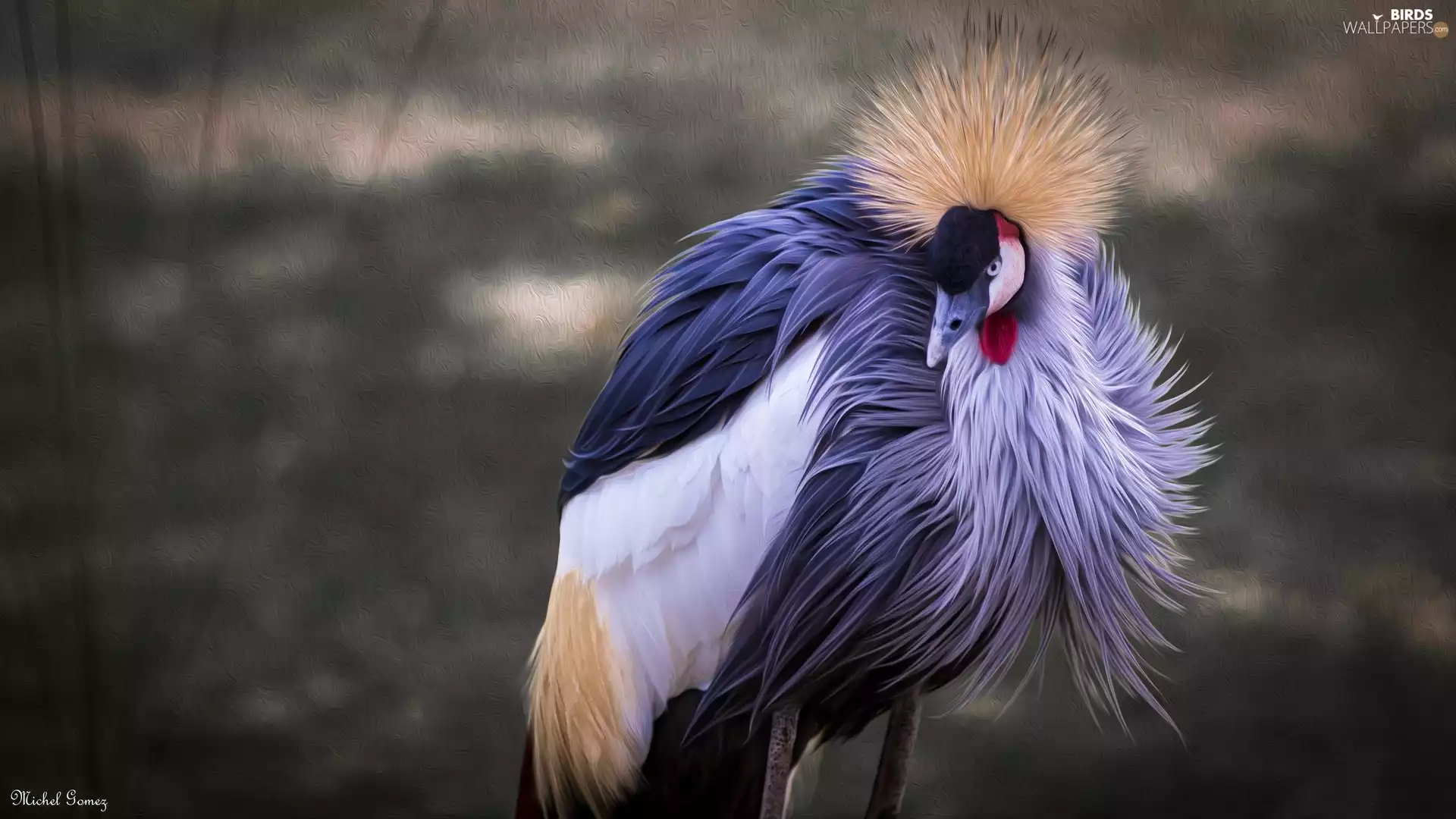 Bird, Grey Crowned Crane, Fractalius, crane