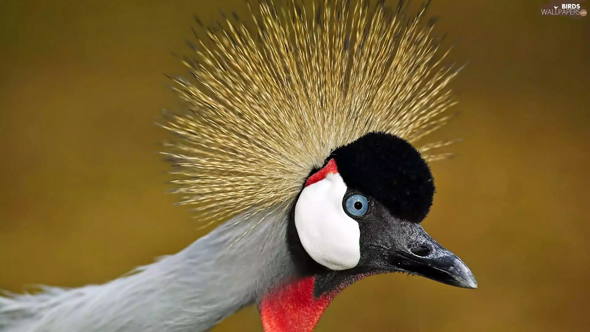 crane, rapprochement