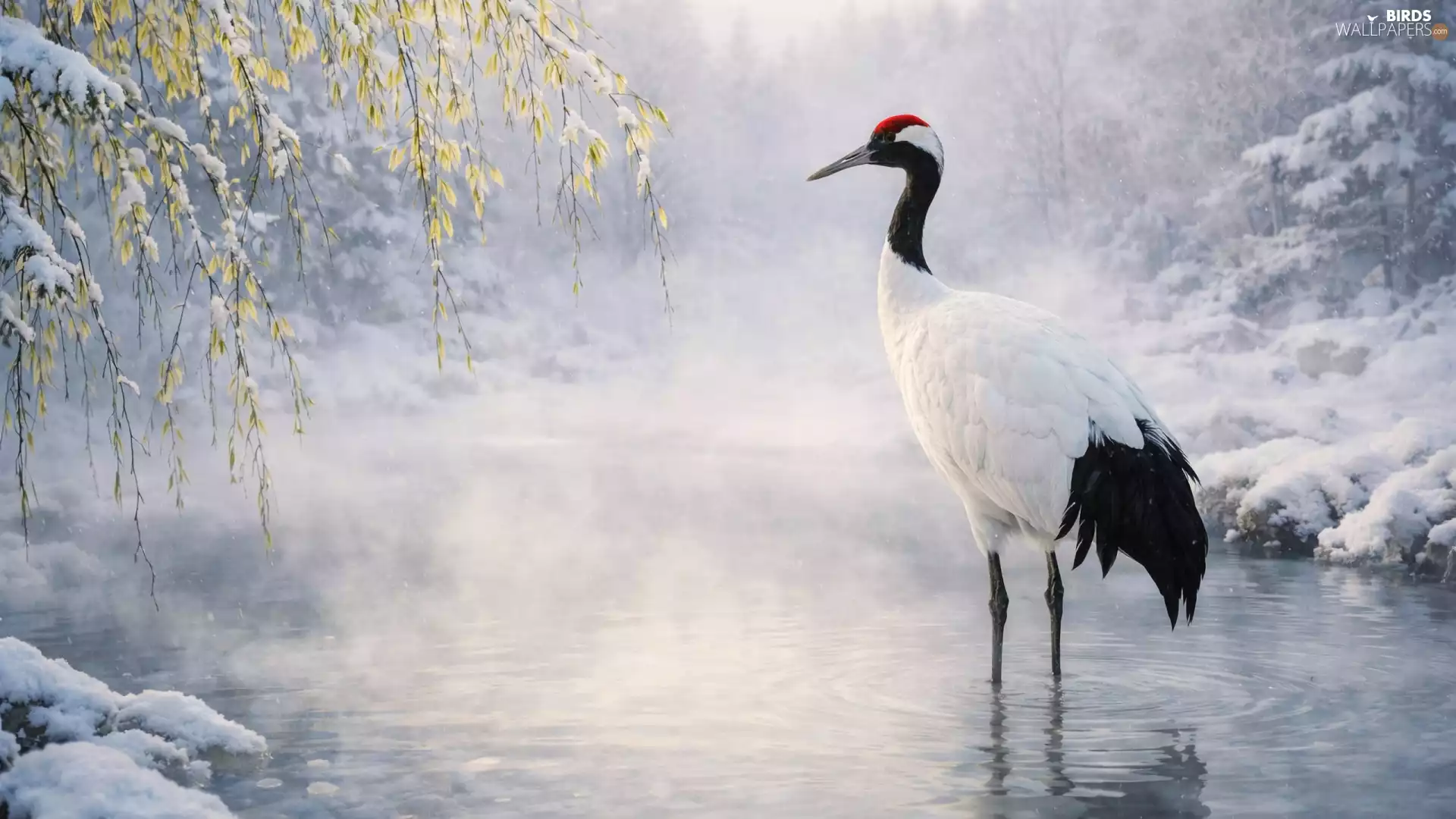 winter, VEGETATION, water, branch pics, Red-crowned Crane