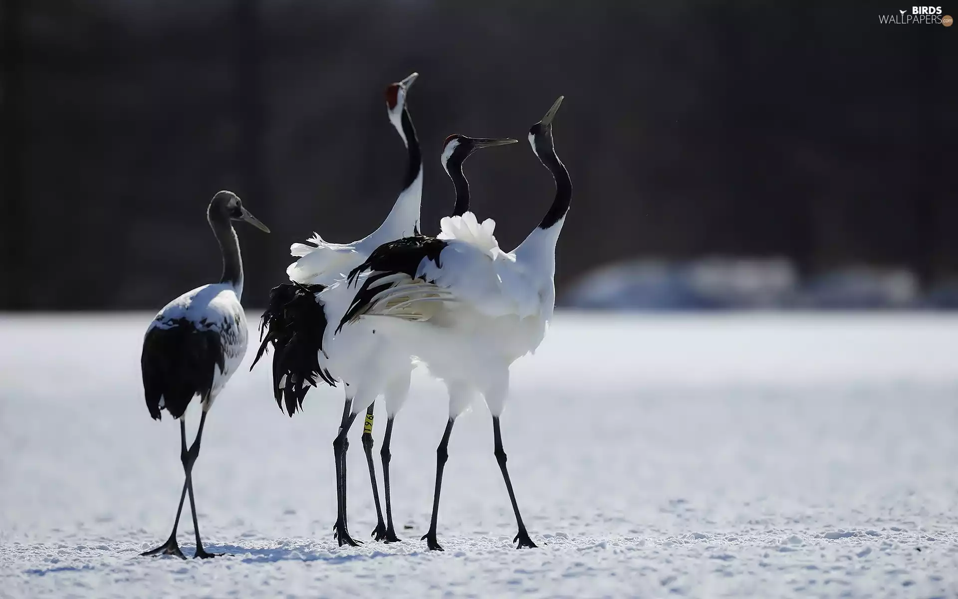 cranes, snow