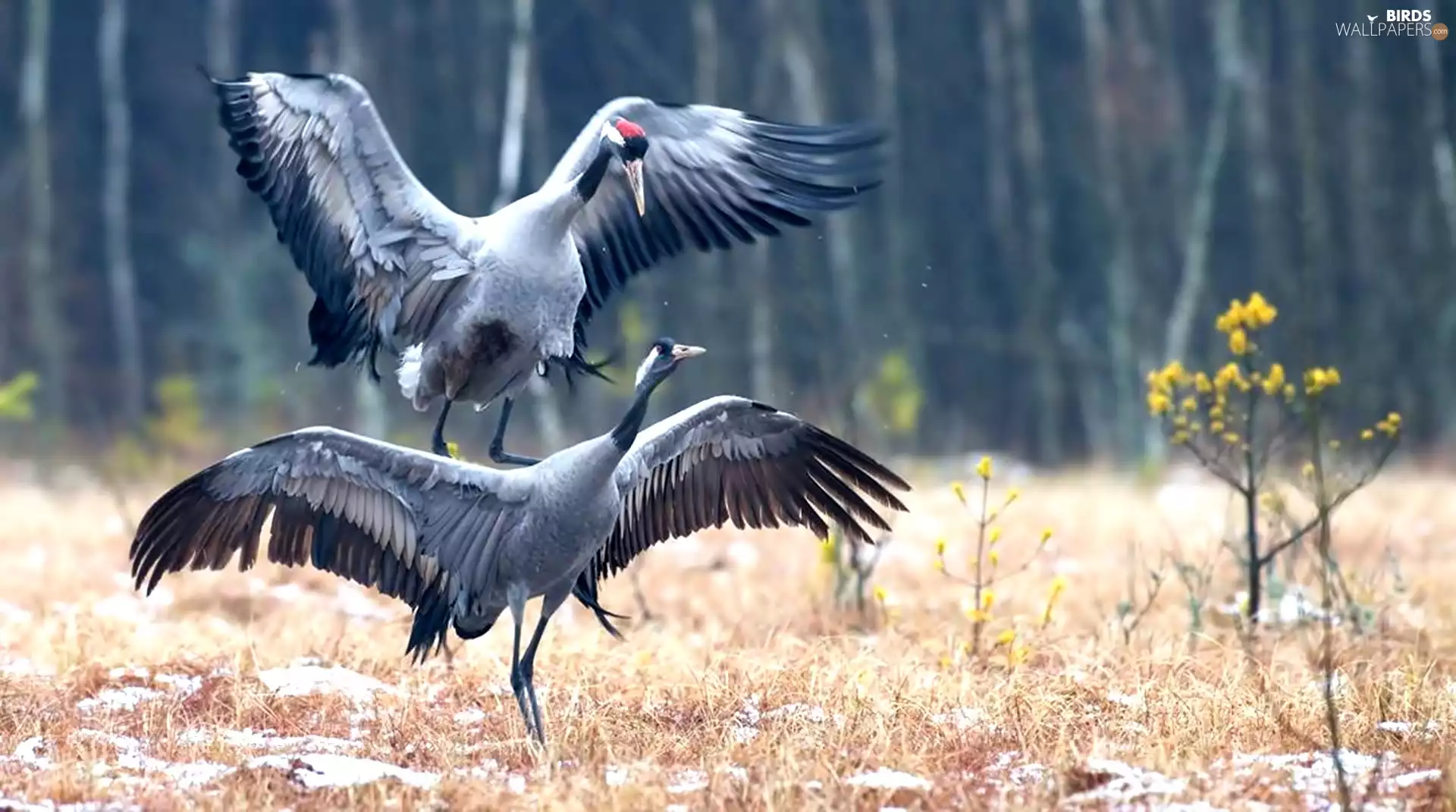 Rising, cranes, The herb, themselves