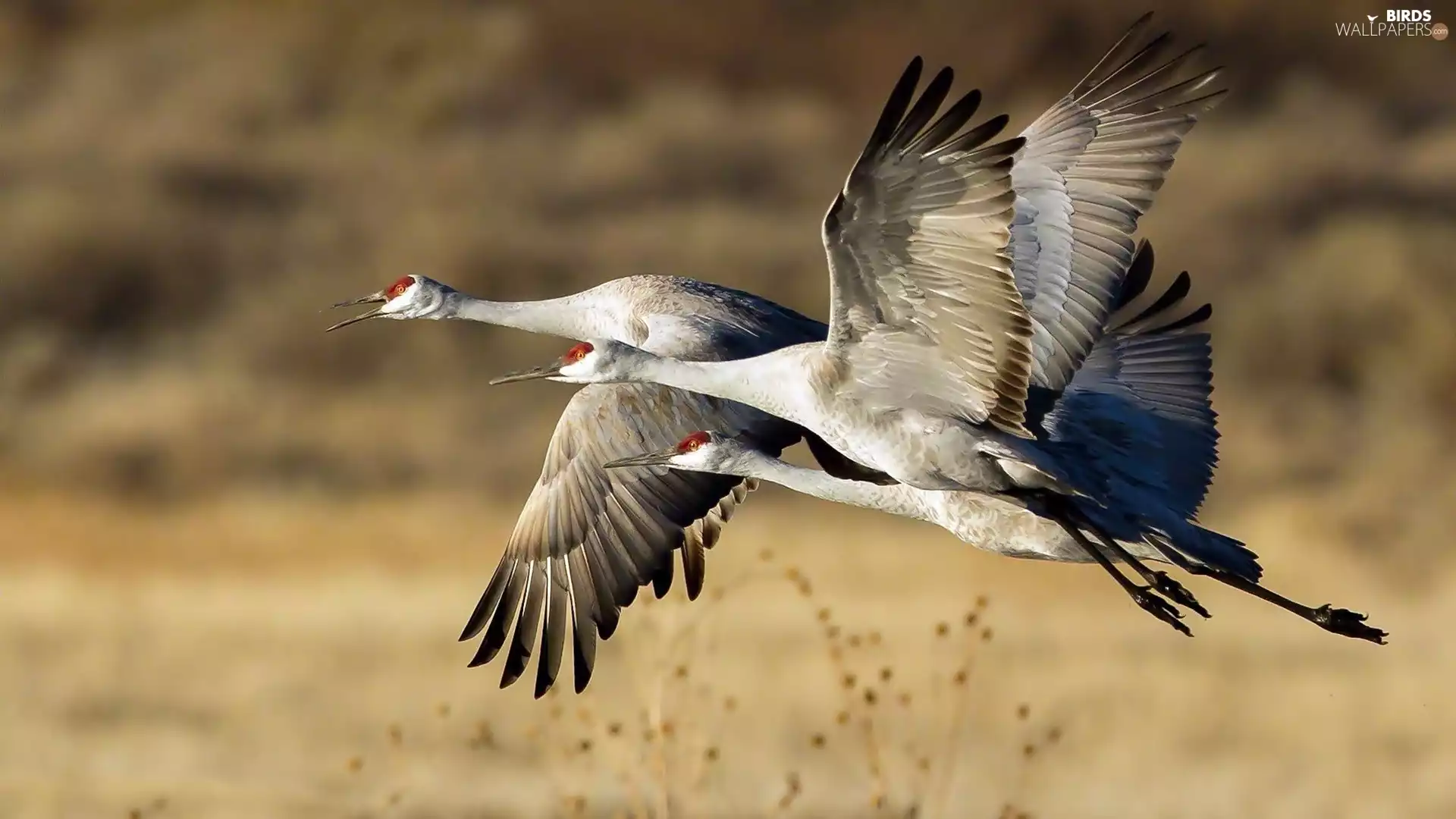 cranes, flying, Three