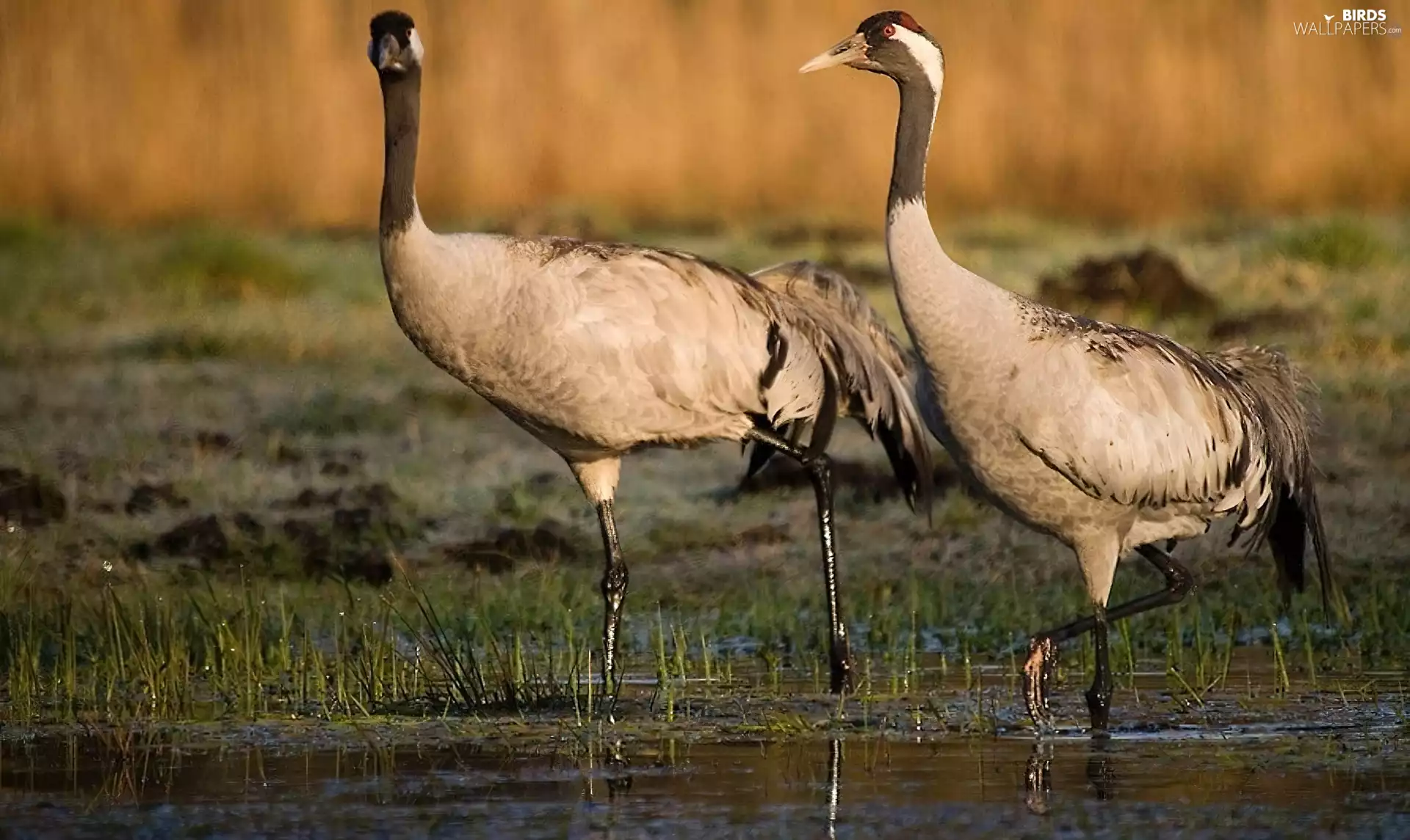 water, Two cars, cranes