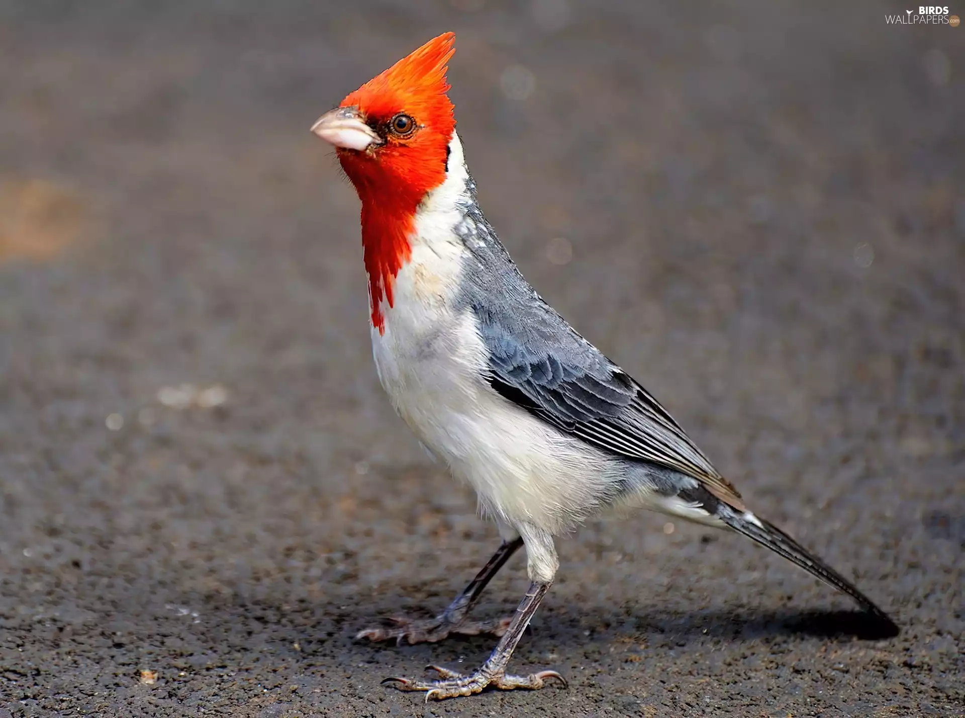crested cardinal