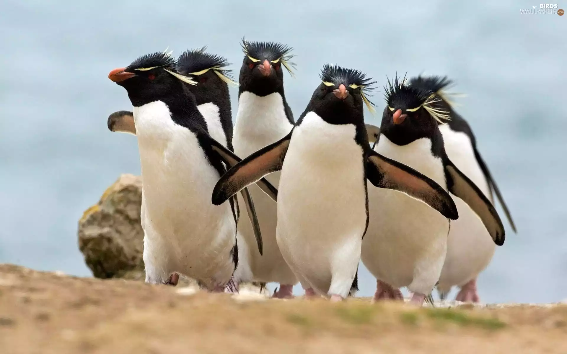 Crested Penguin, flock