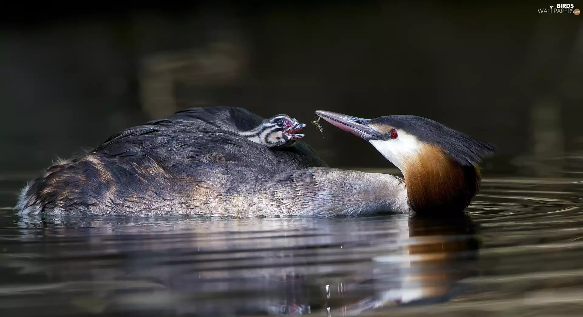 Insect, water, Great Crested Grebe, chick, birds