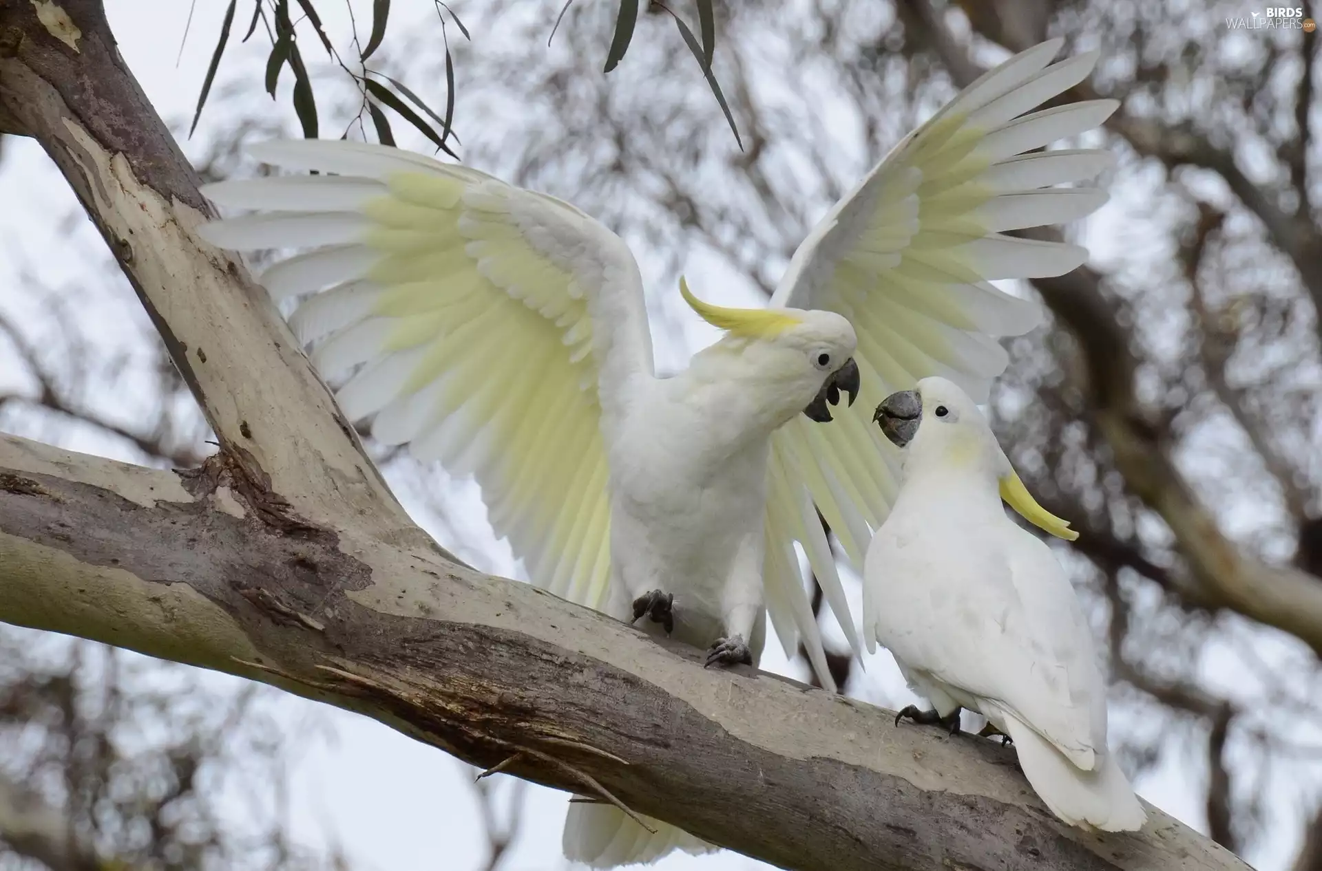 Crested Cockatoo, Parrots