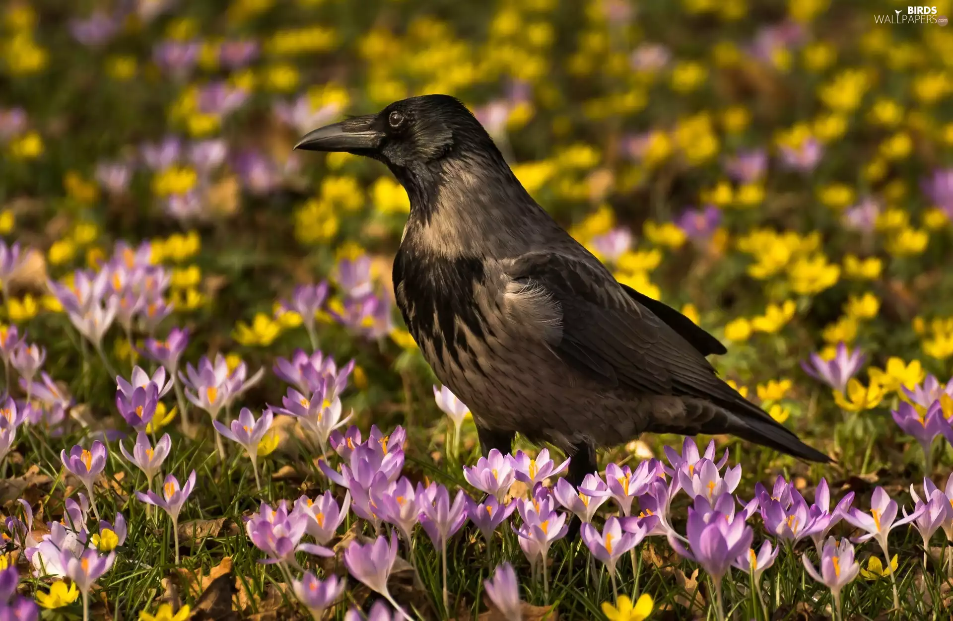 crocuses, Bird, Crow