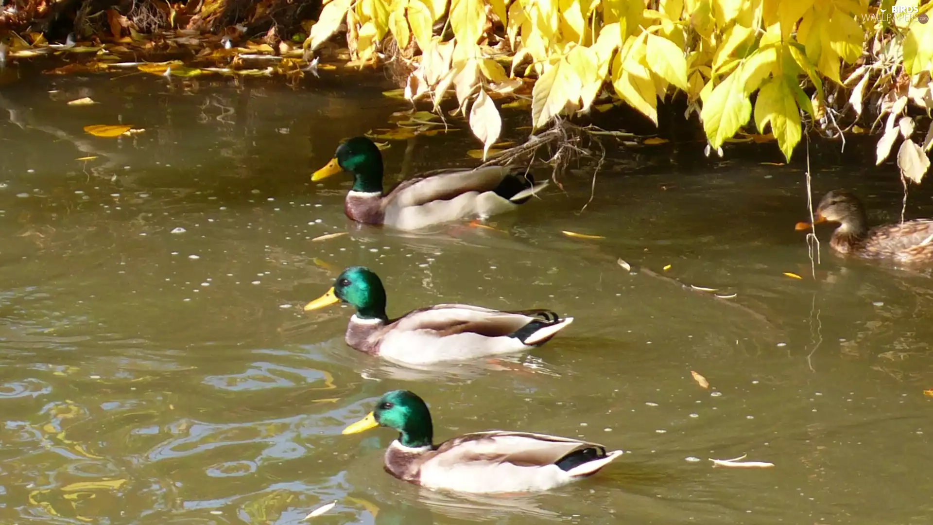Pond - car, ducks, Cross