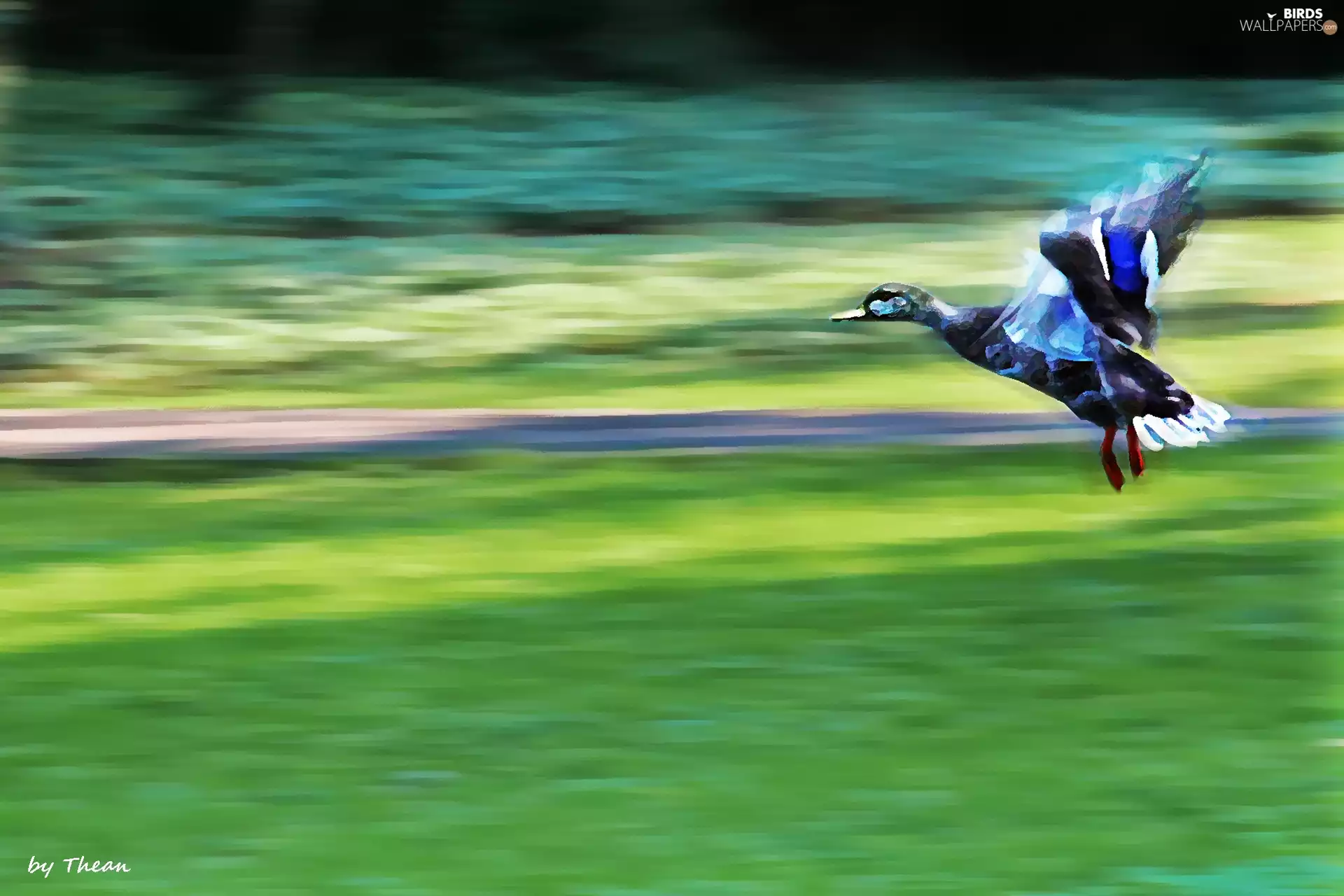 duck, ##, Locie, crossing