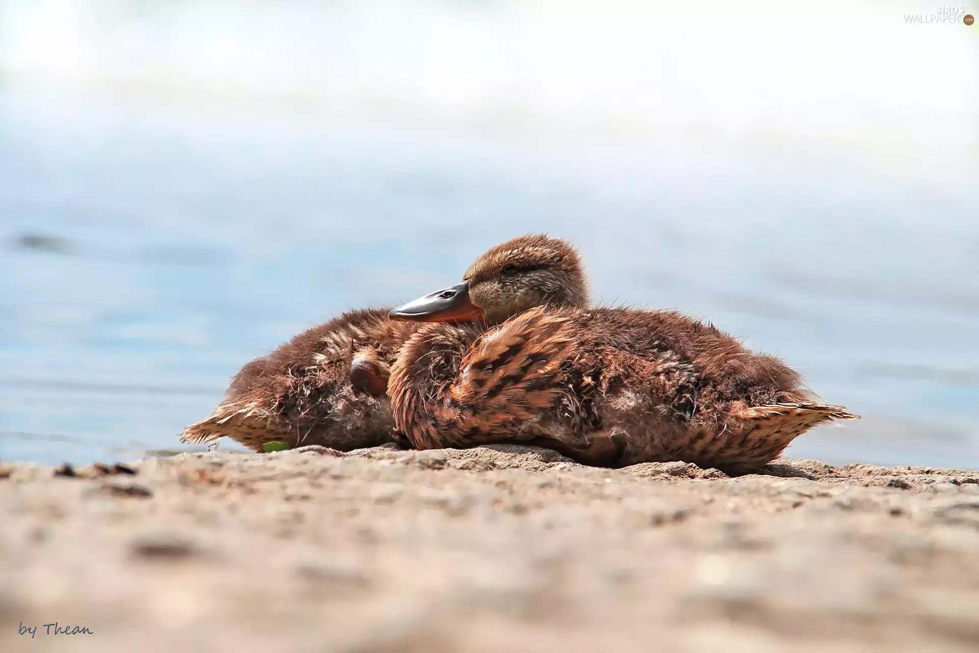 Crosswords, young, ducks