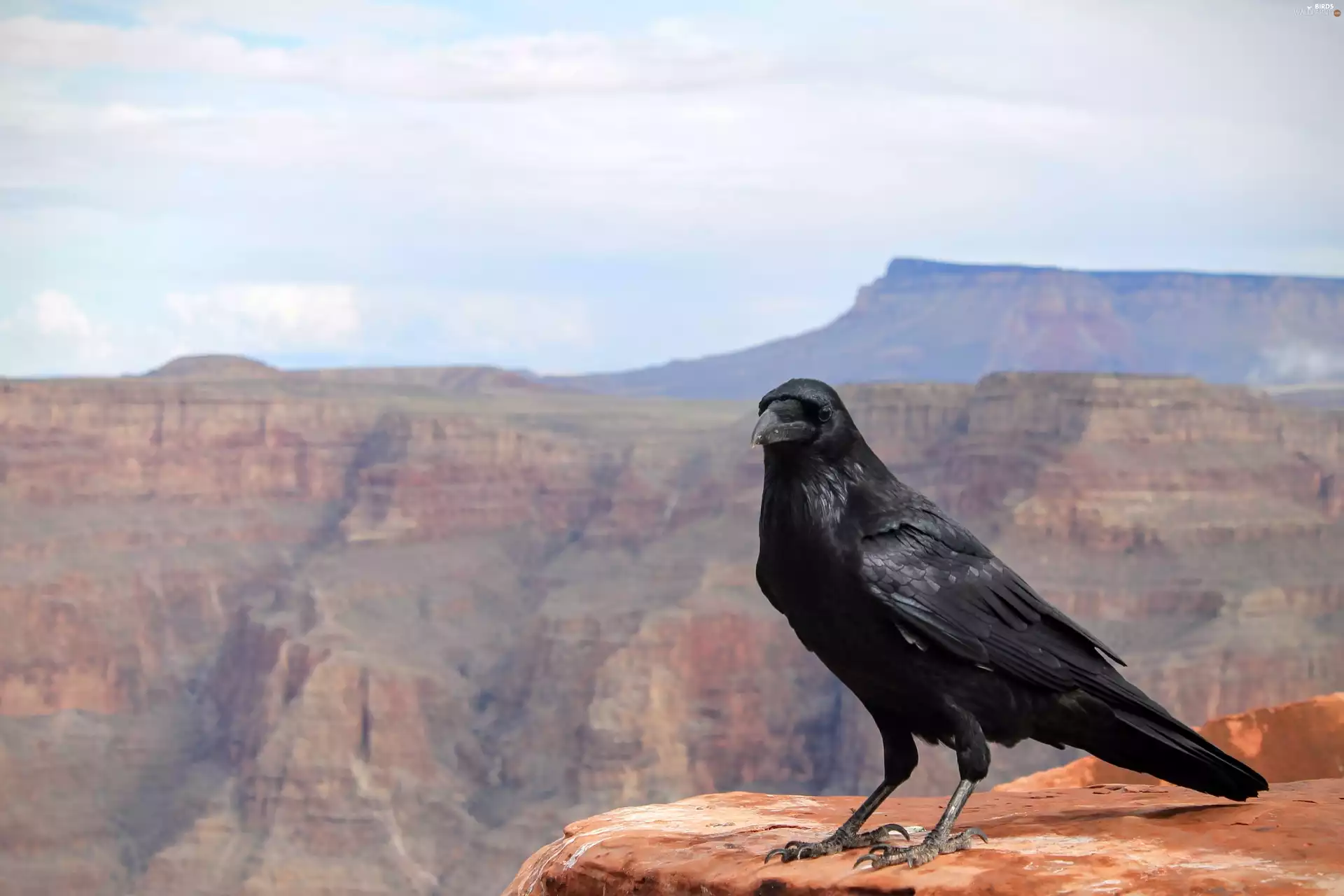 Bird, Sky, canyon, Crow