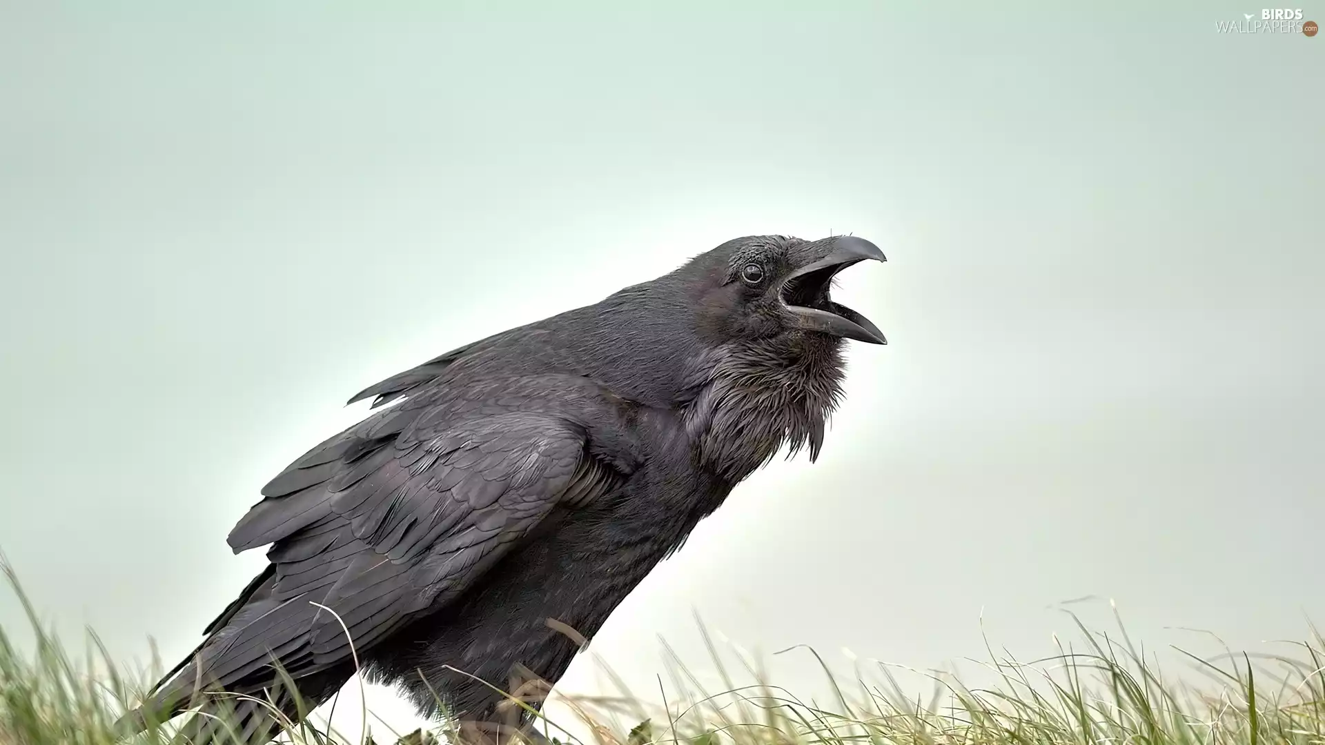 Crow, grass
