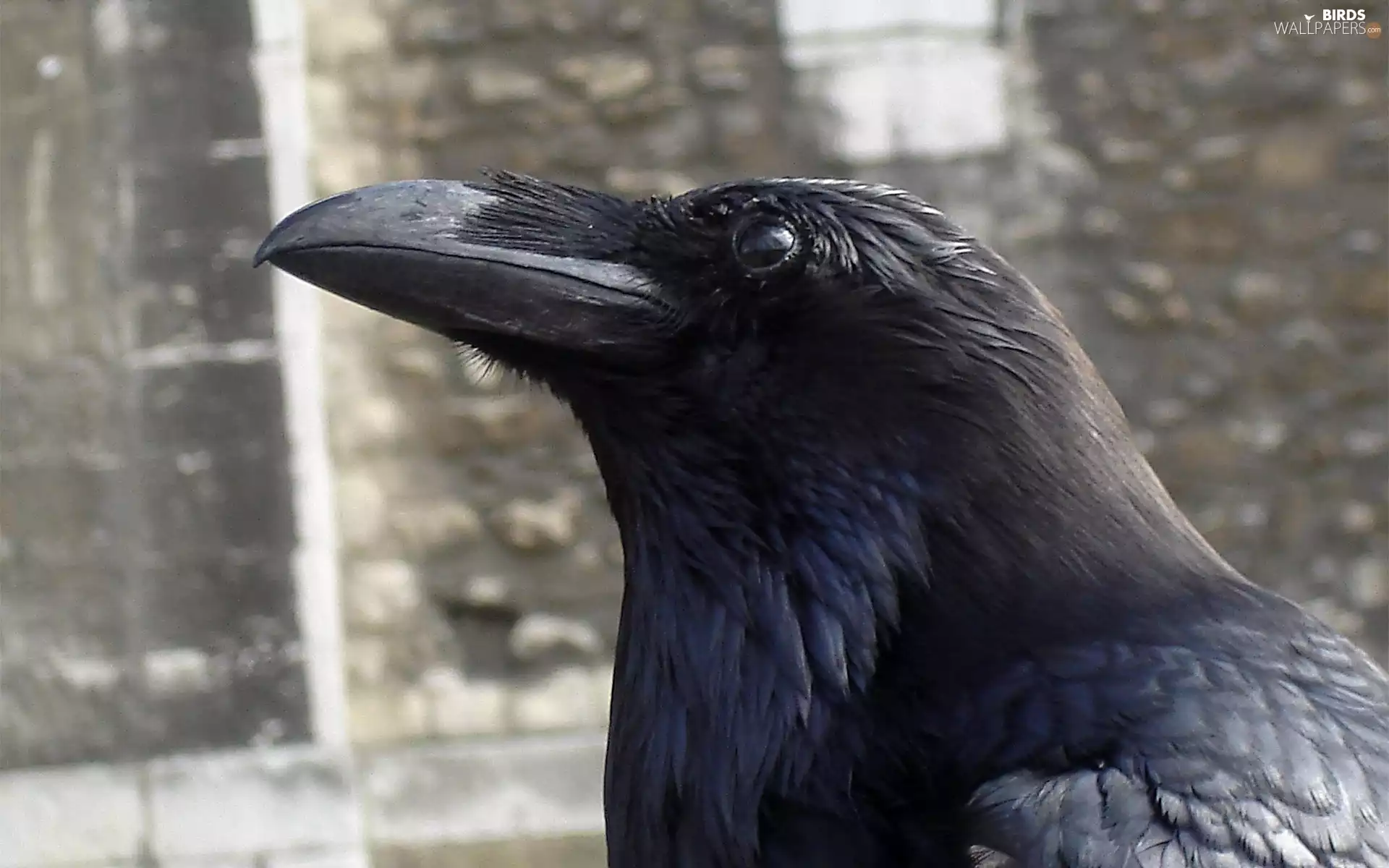 Crow, nose