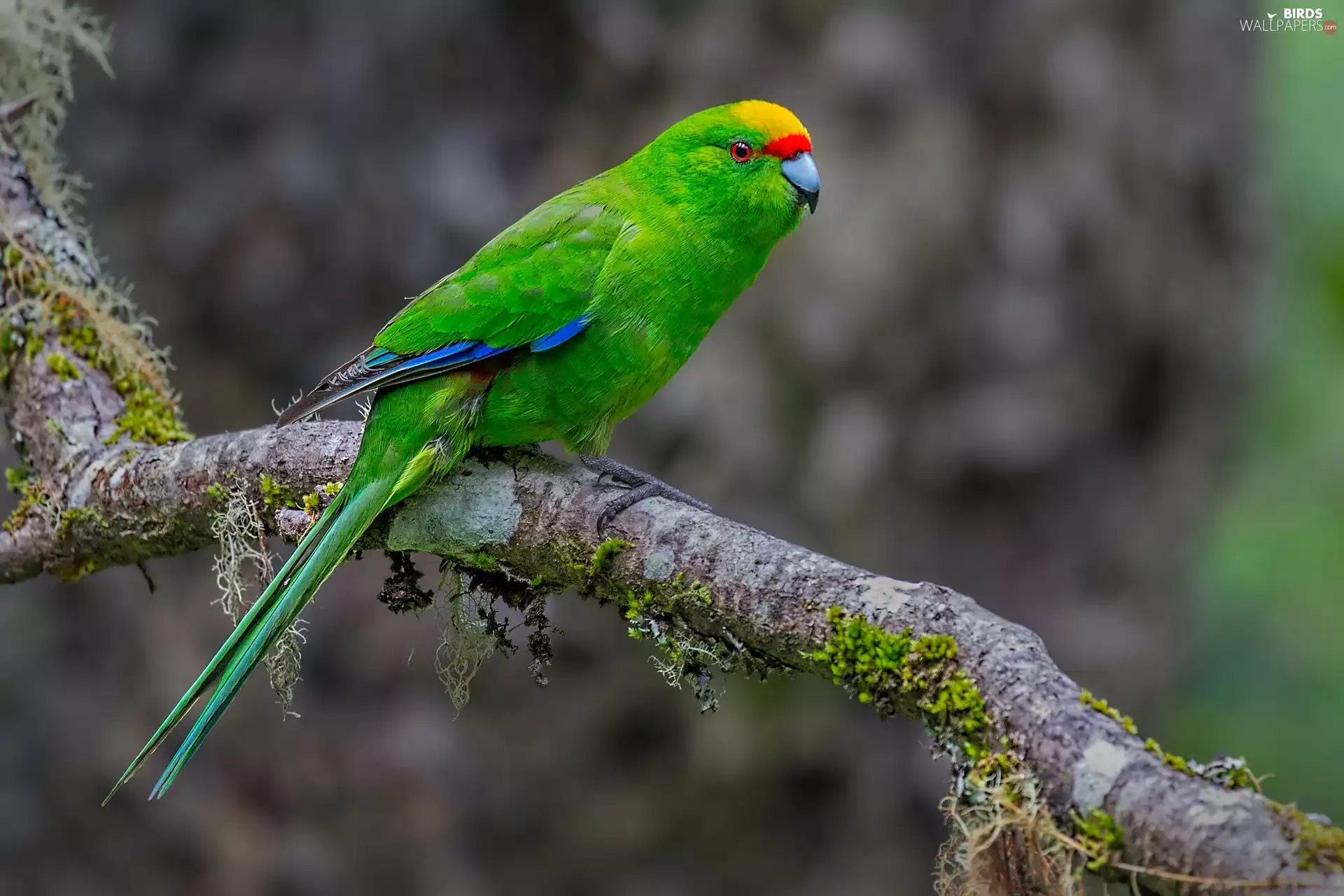 Yellow-crowned Parakeet, Green, parrot