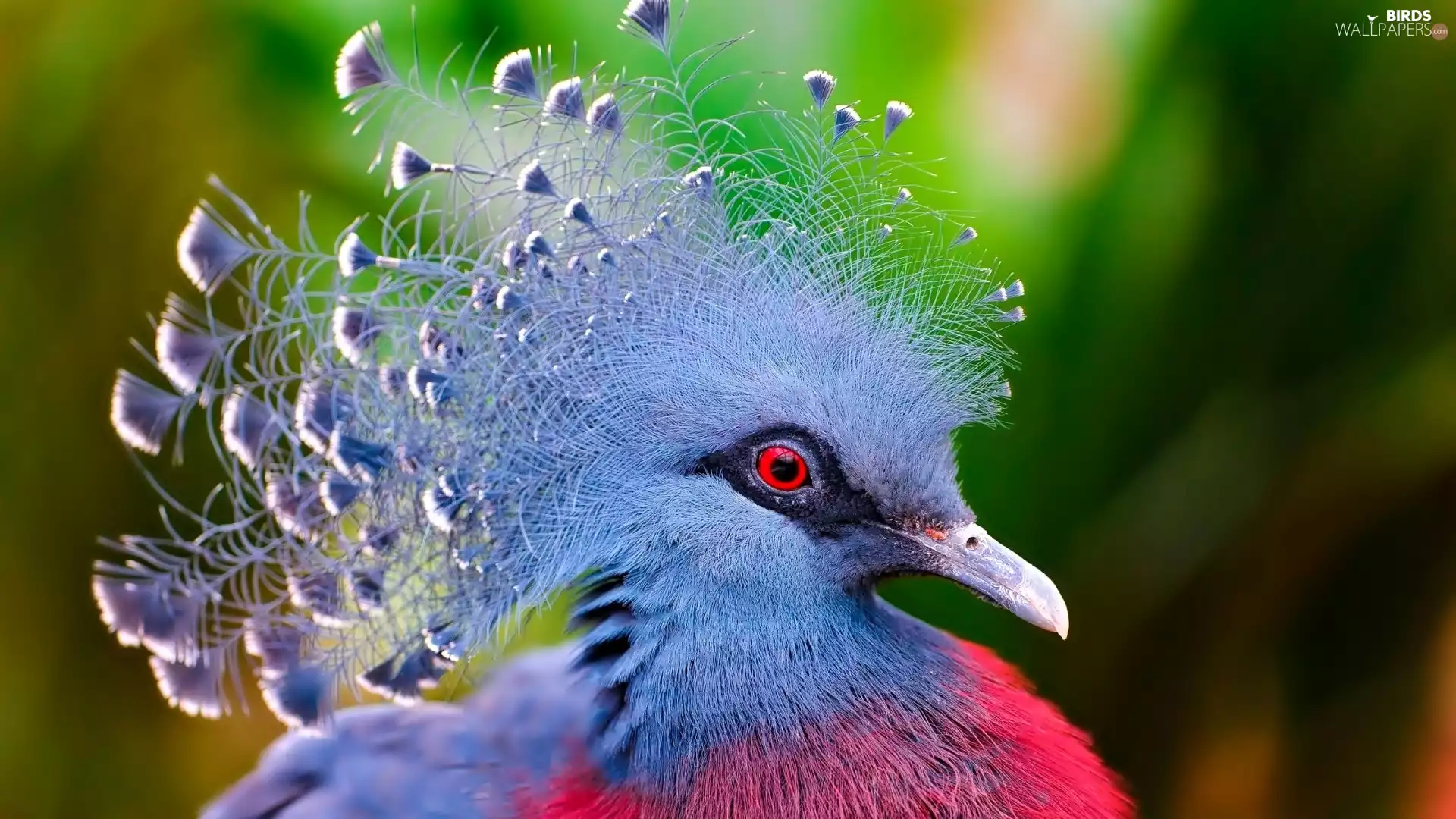 Victoria Crowned Pigeon, blue, Pink