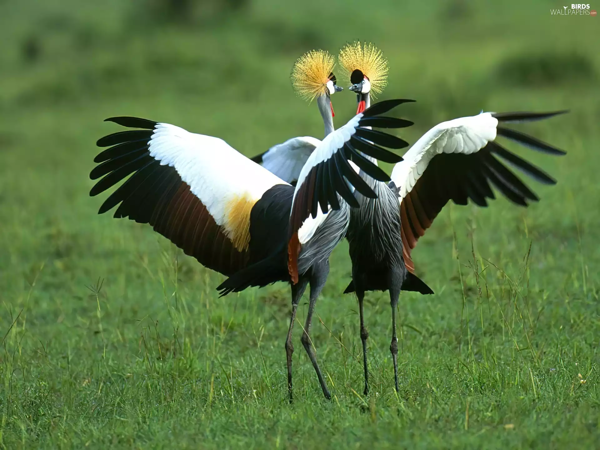 cranes, dance, nuptial, crowning