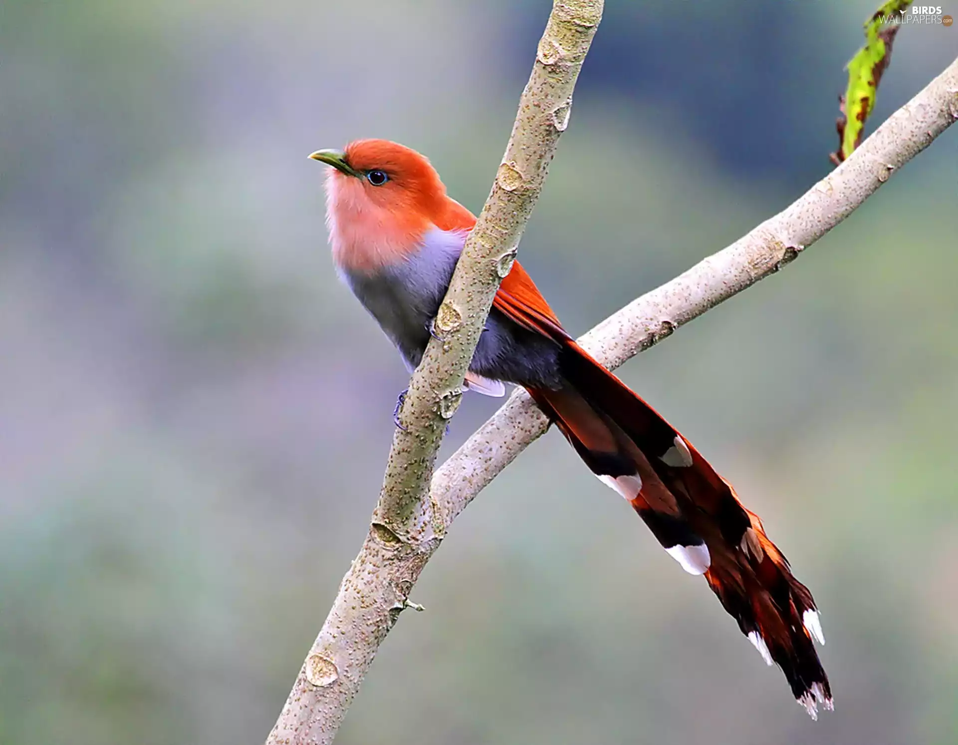 Costa Rican, branch, cuckoo