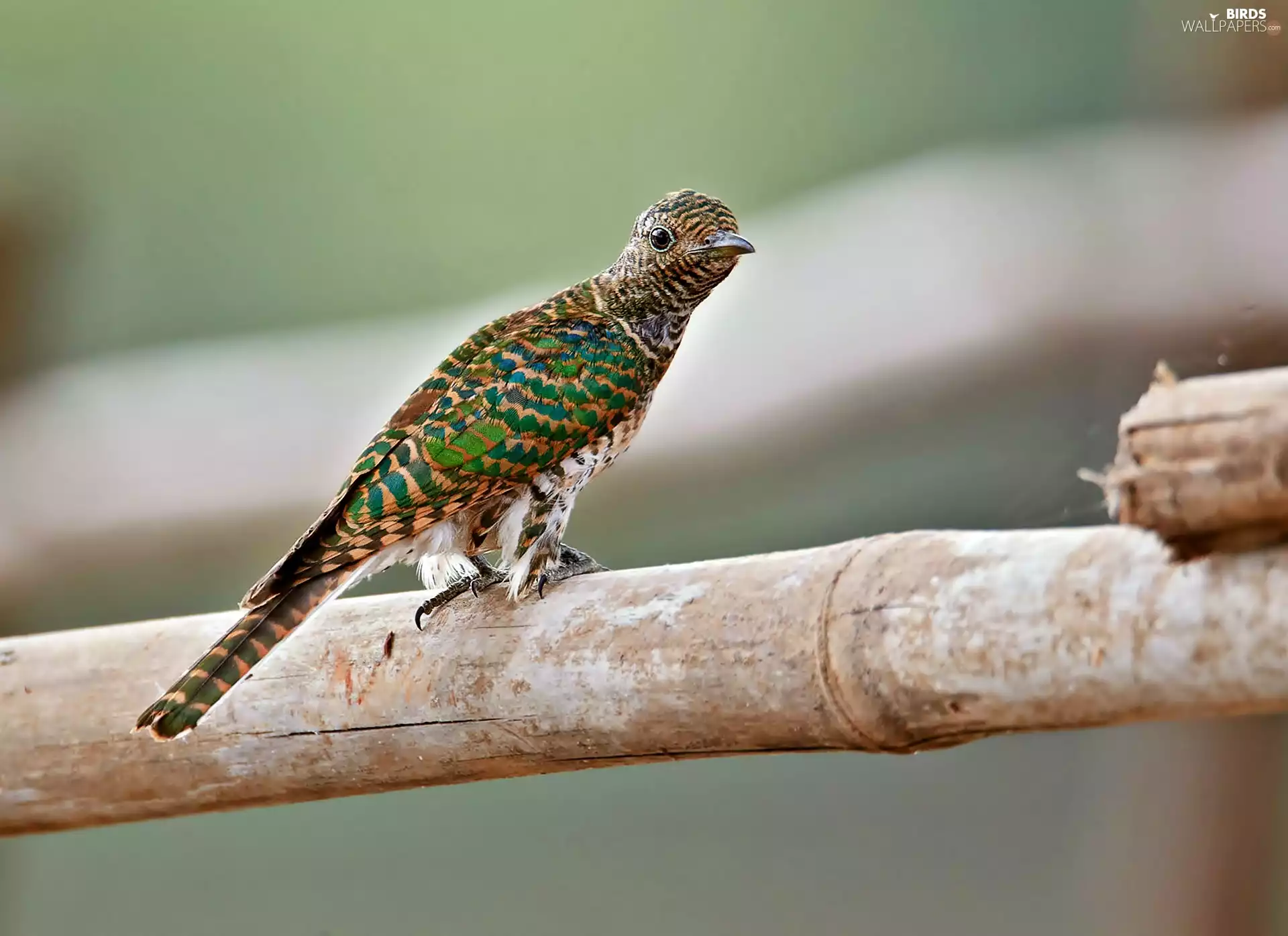 cuckoo, Senegal