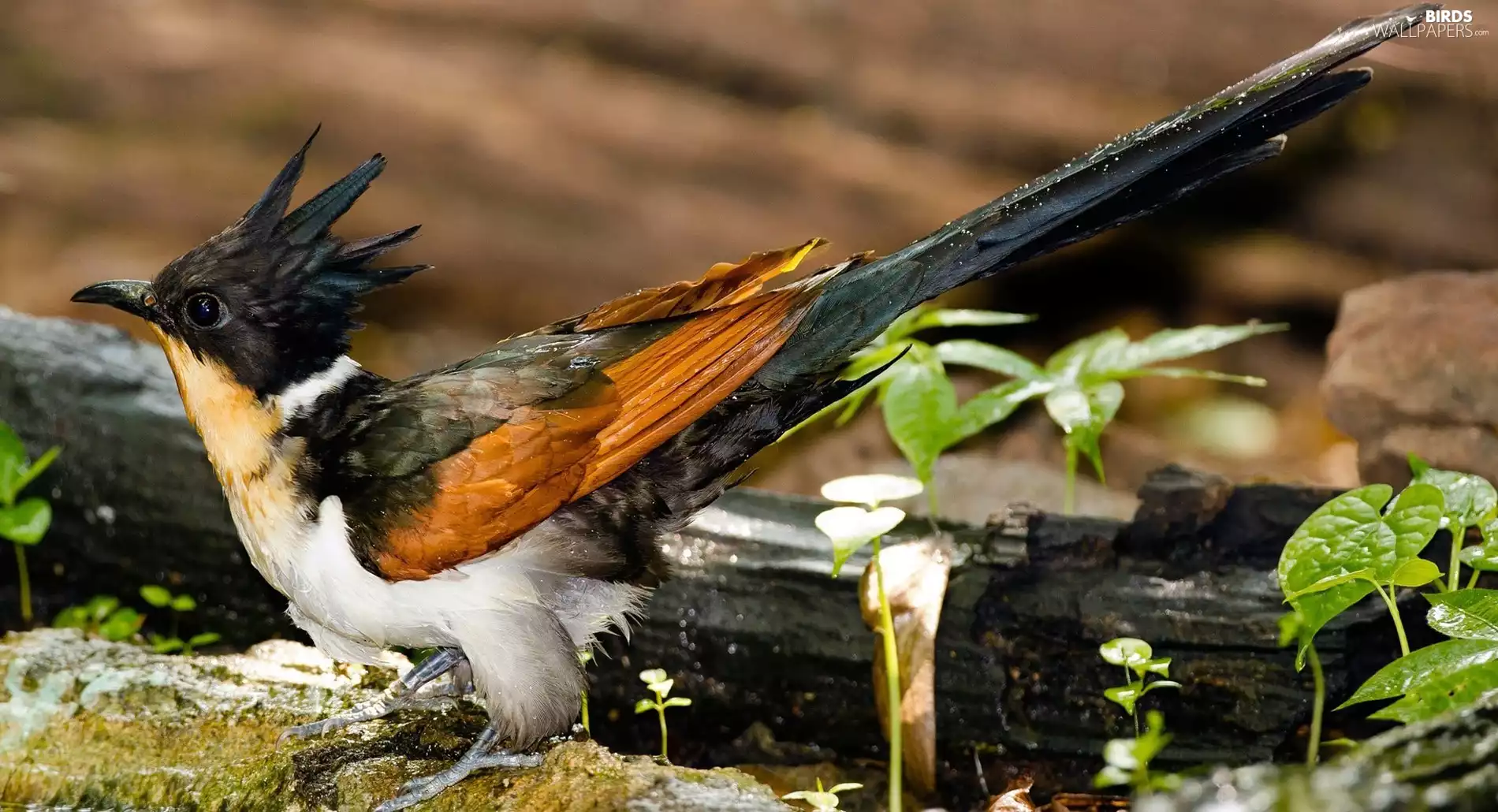 cuckoo, Red-shouldered