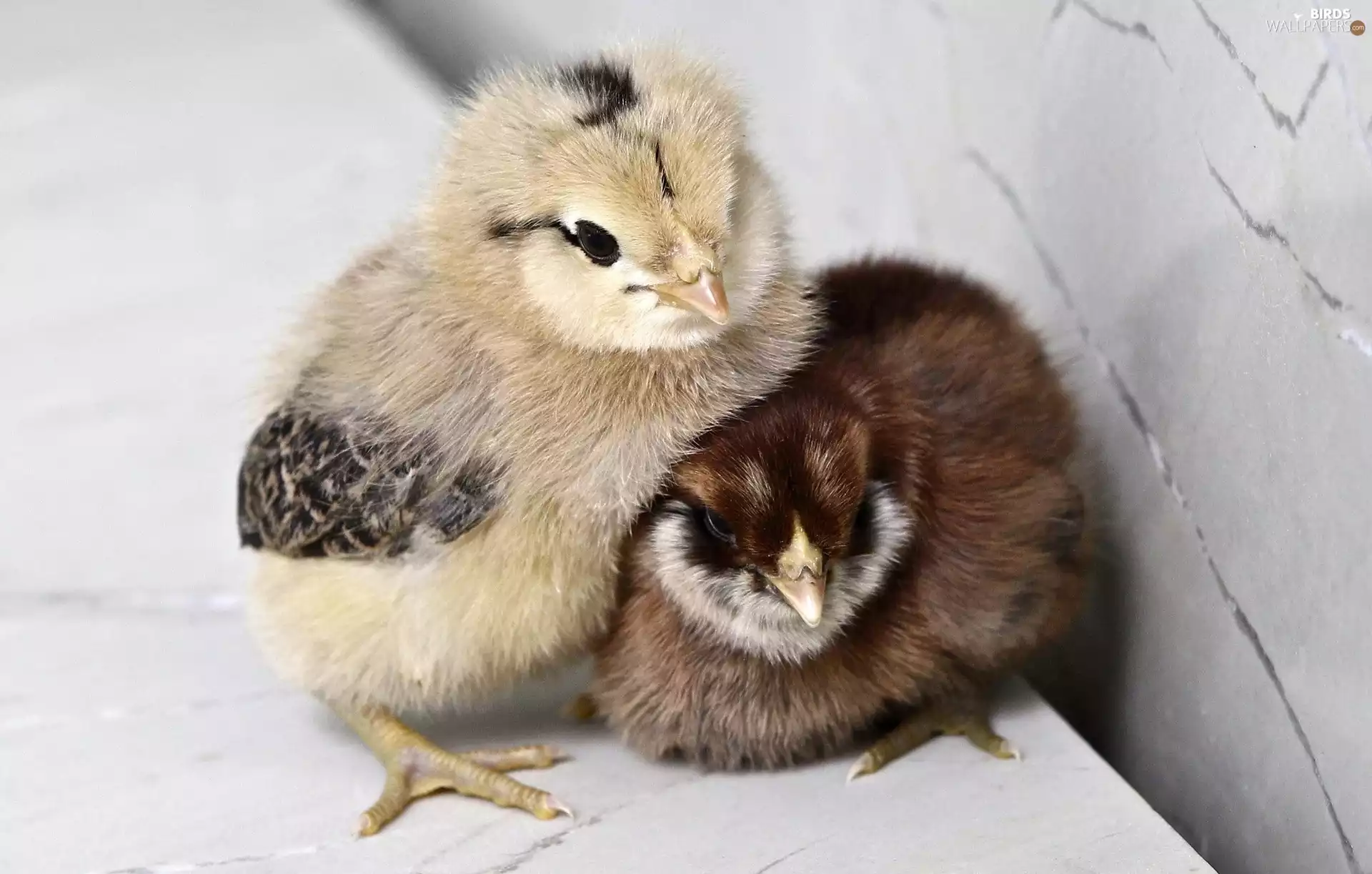 chickens, Two cars, cuddled