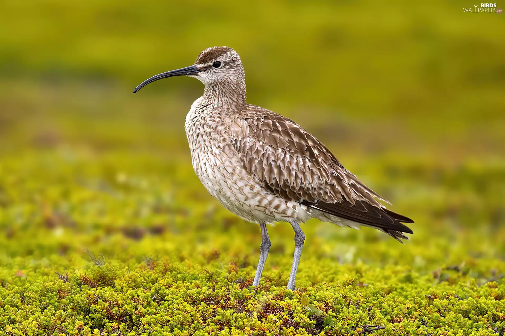 Curlew Smaller, Meadow