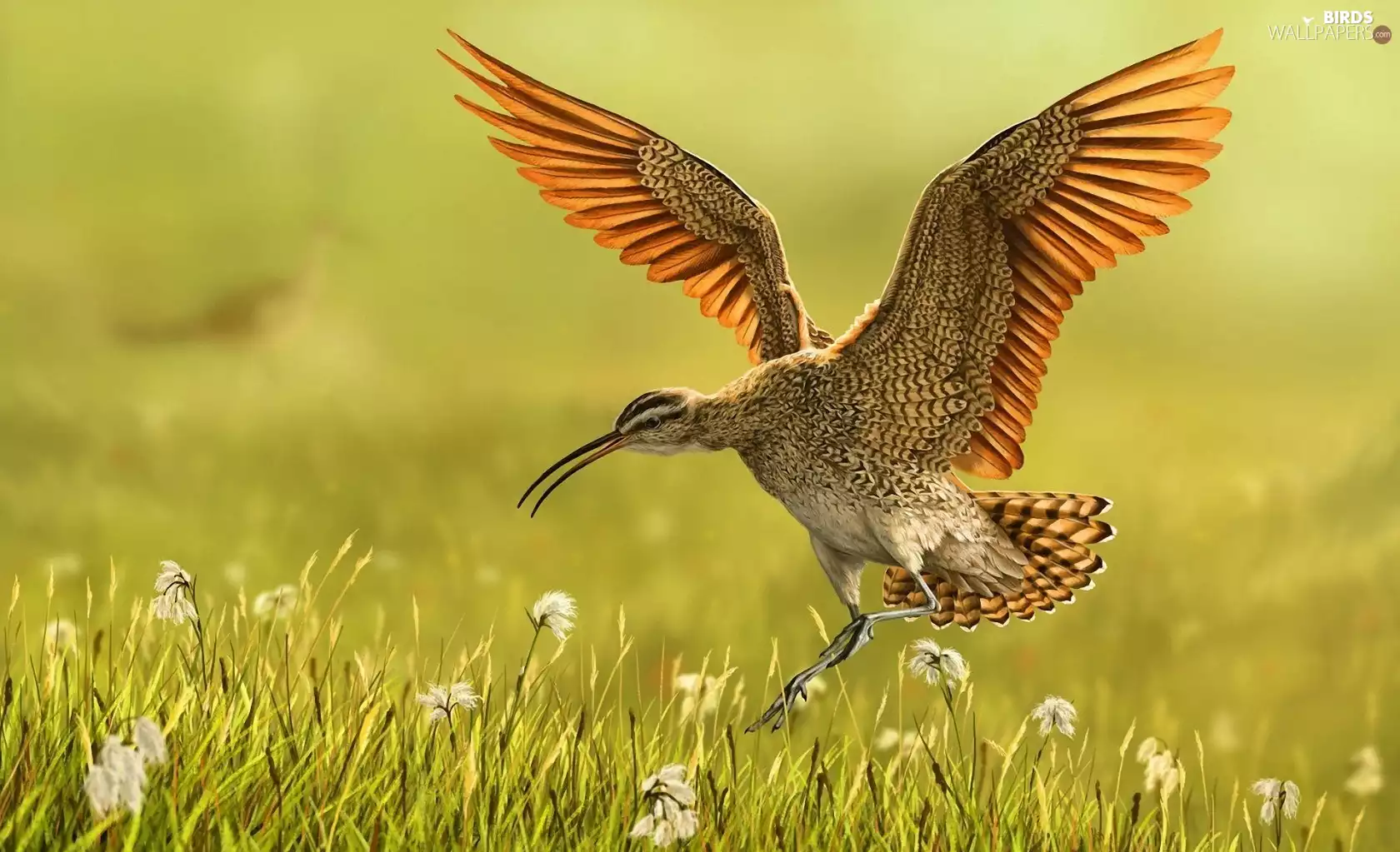 Curlew Smaller, Meadow