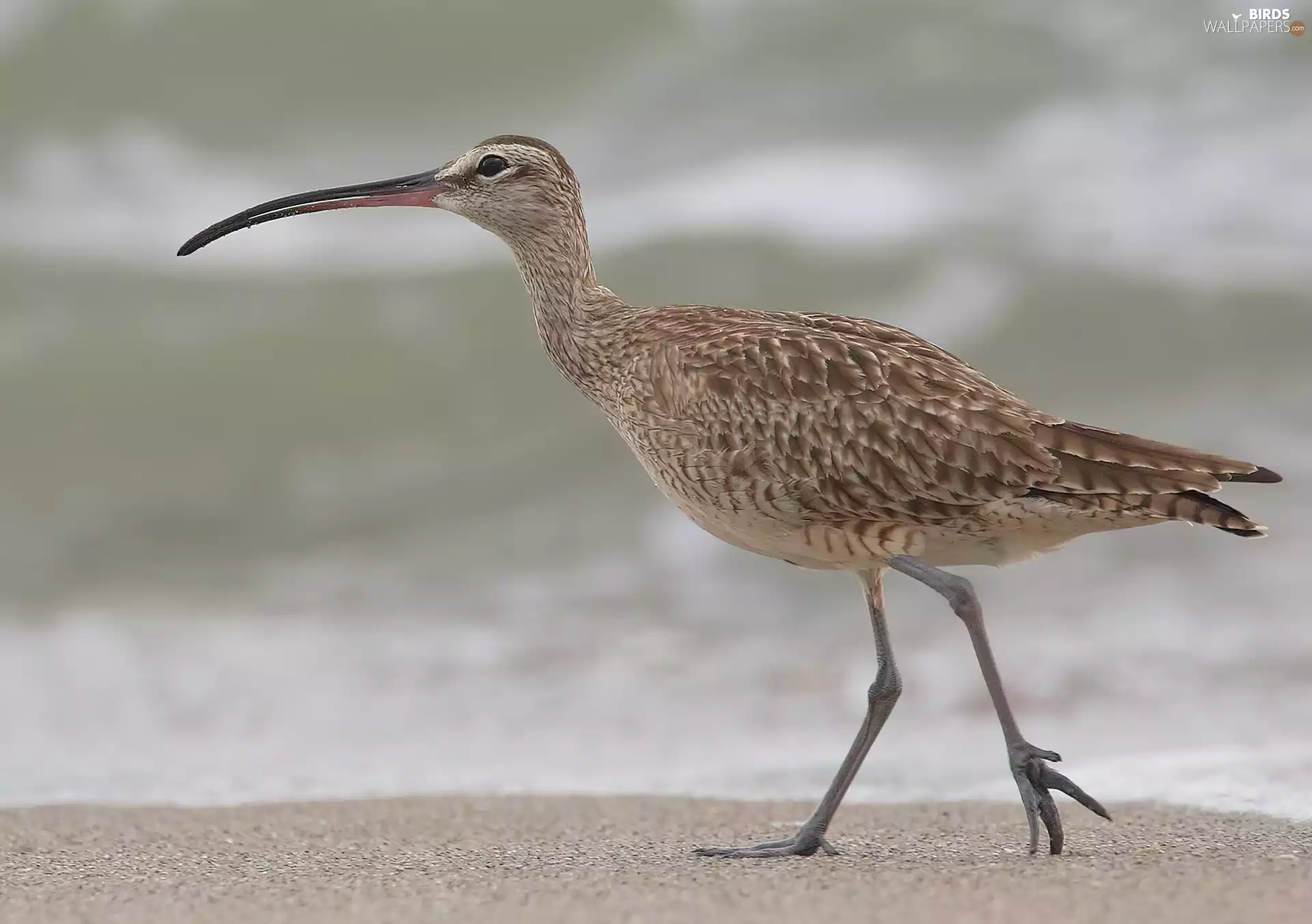 Curlew Smaller