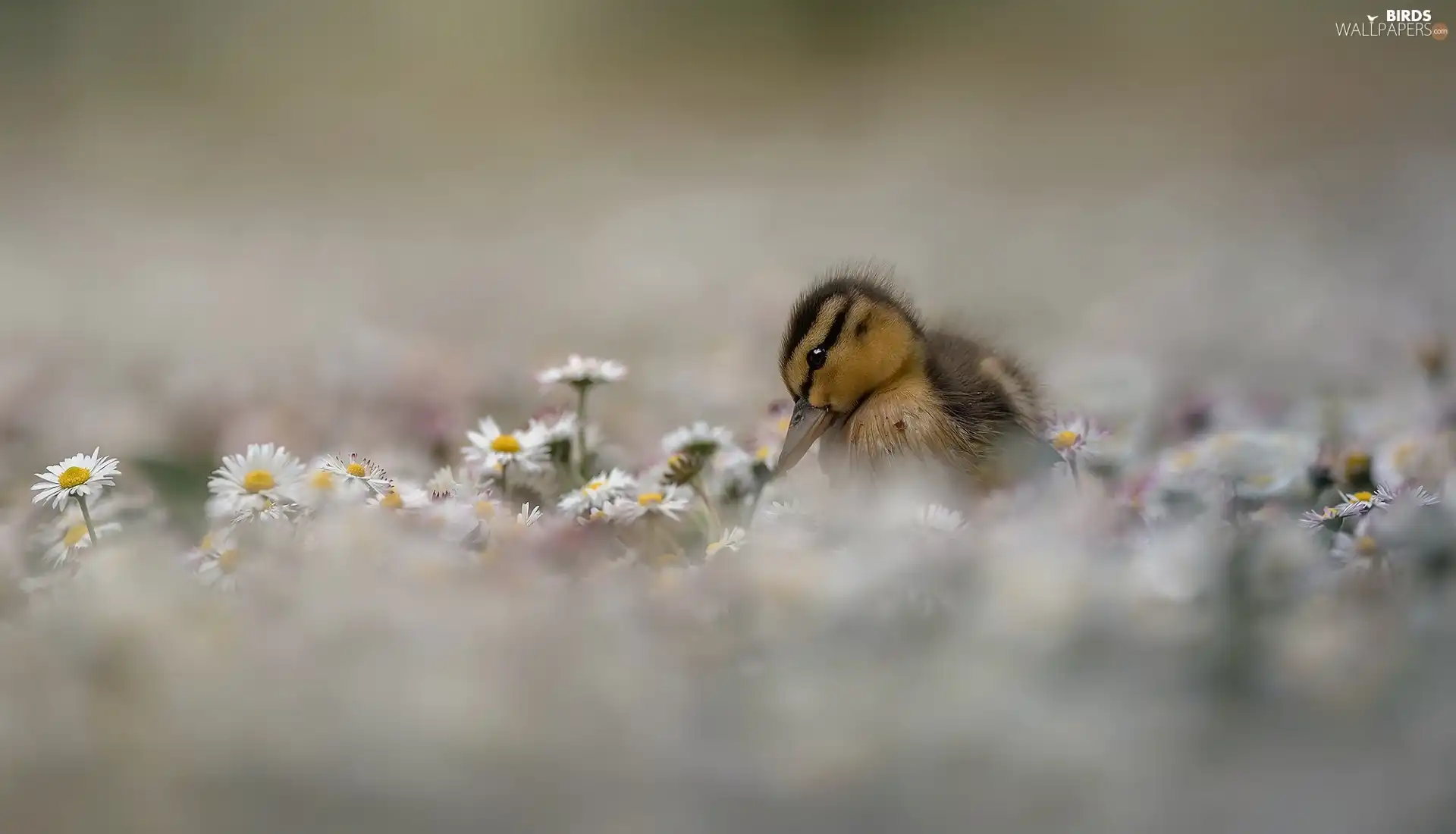 Flowers, daisies, duck, Ducky, small