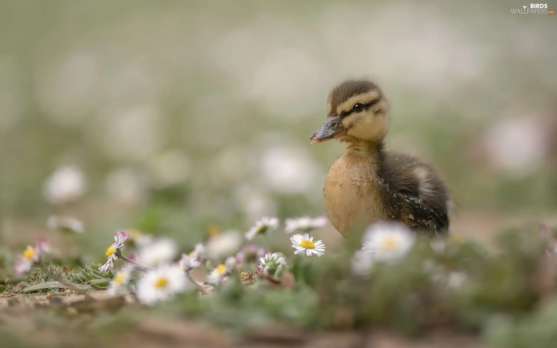 daisies, Ducky, Flowers