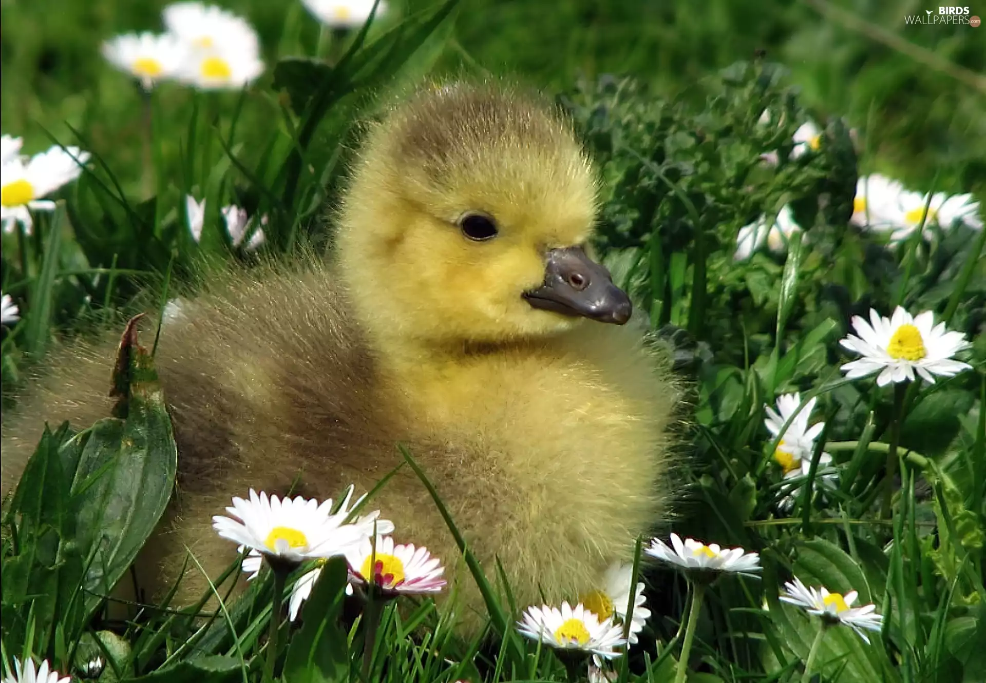 daisies, small, goose