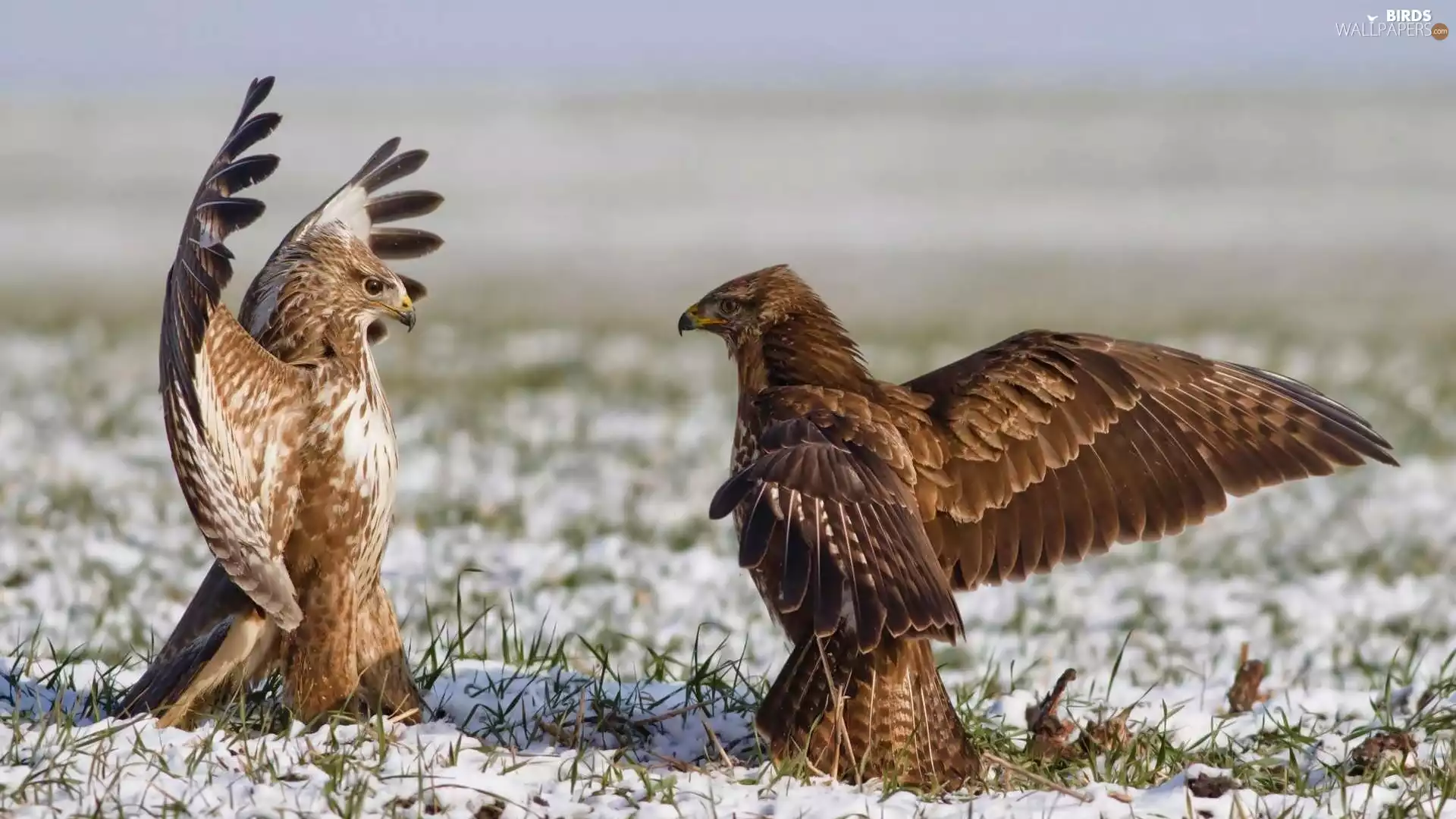 Hawks, nuptial, winter, dance