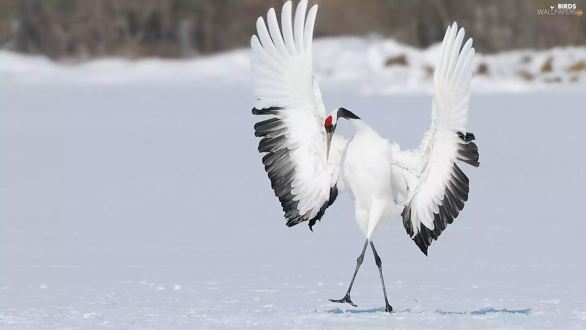 Red-crowned Crane, dance