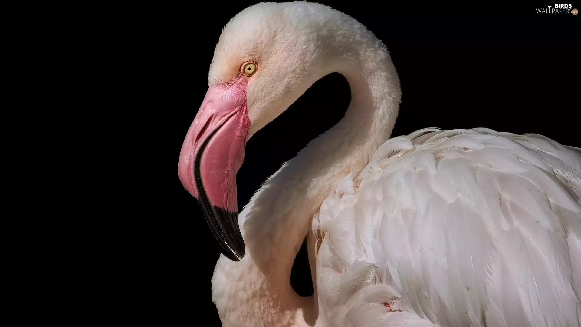 flamingo, background, rapprochement, dark