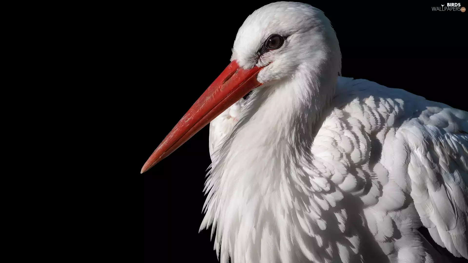 stork, background, rapprochement, dark