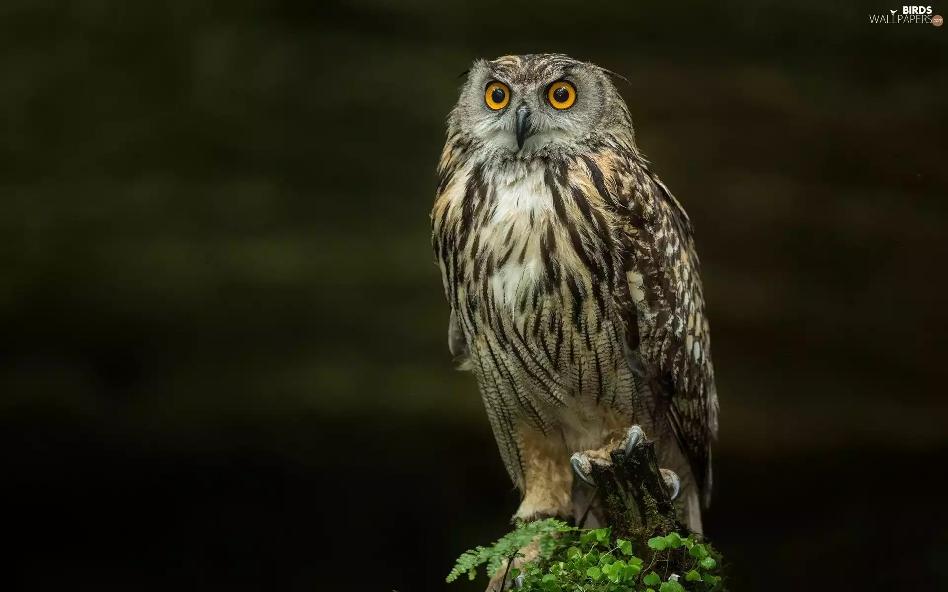 owl, darkness, trees, viewes, trunk