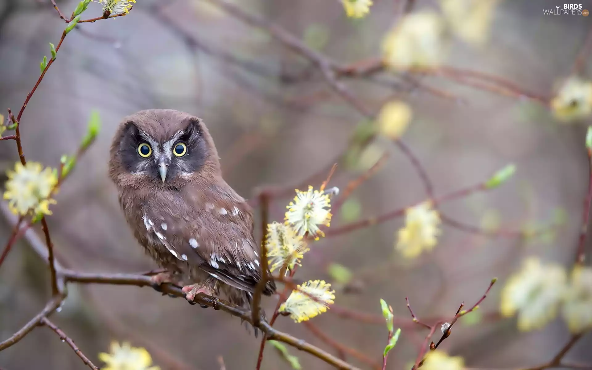 database, owl, Twigs