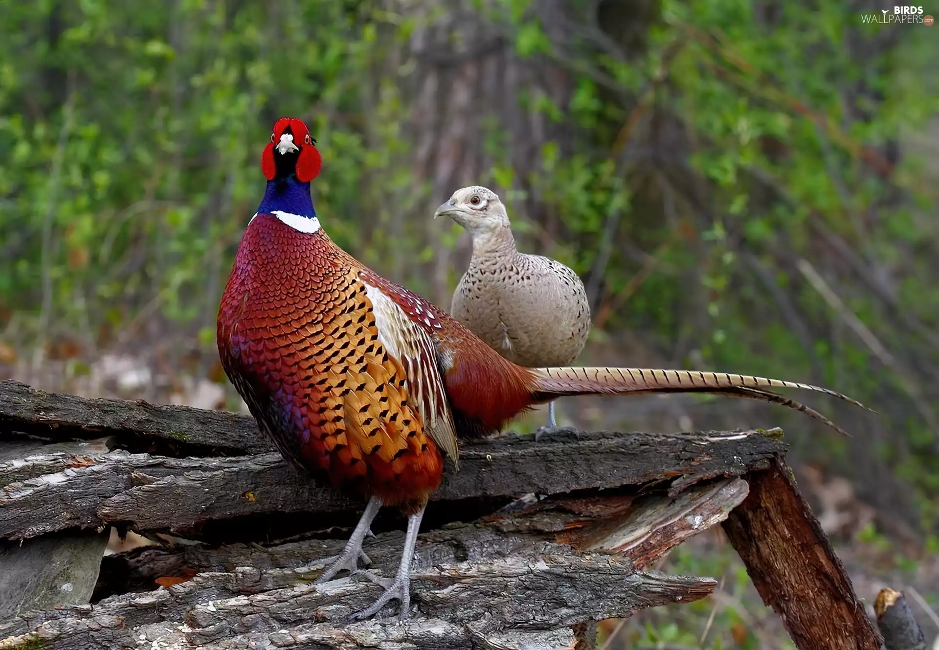 pheasant, hen, trees, DBZ