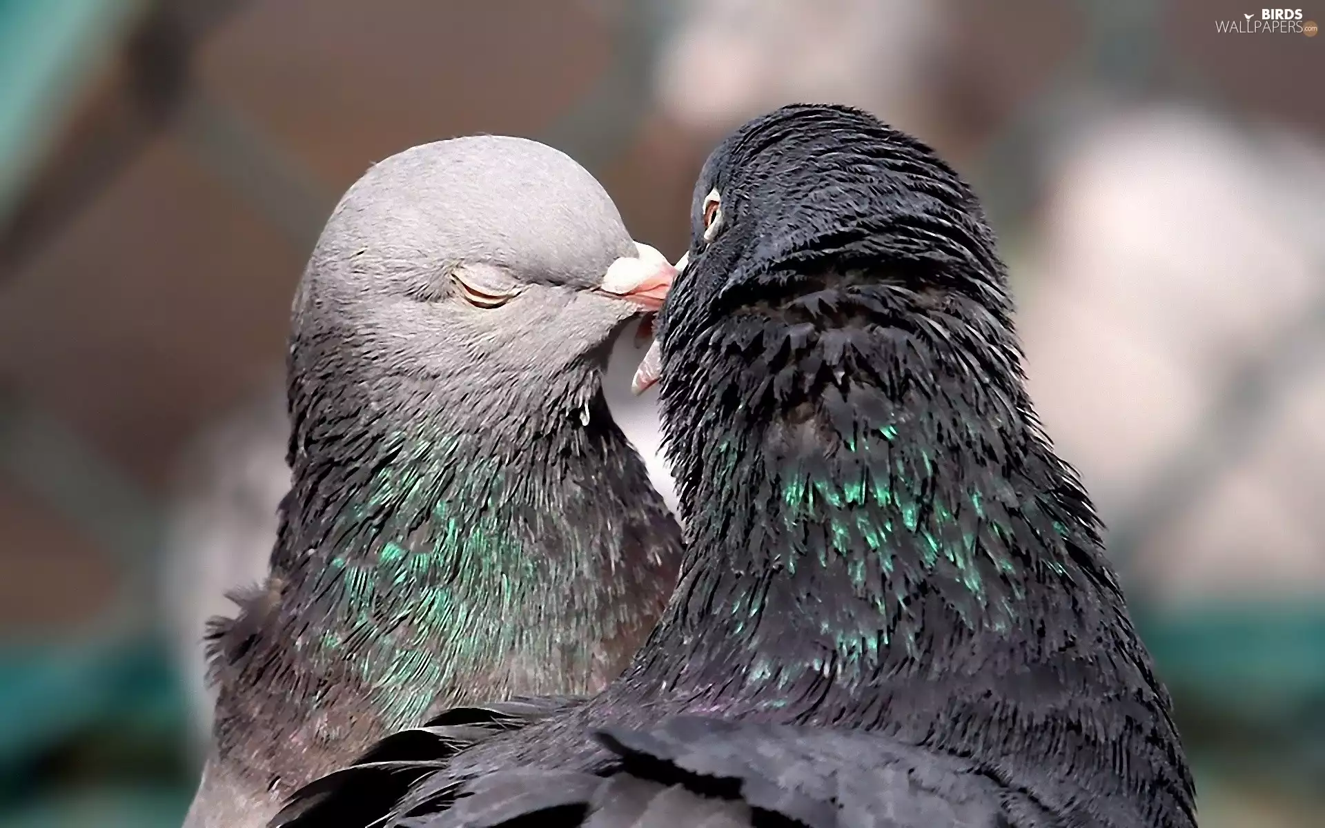 couple, Two cars, Deep