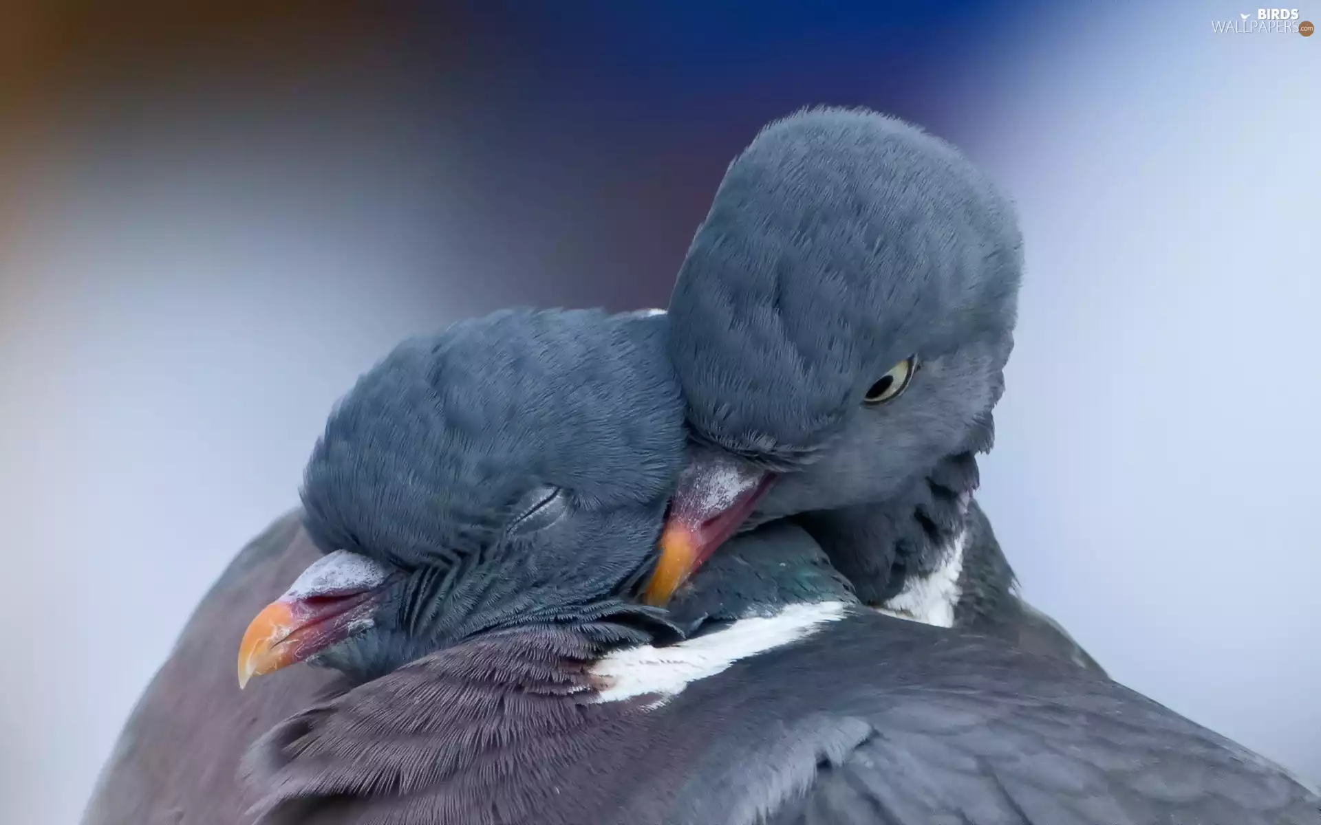 Ringdove, Two cars, Deep