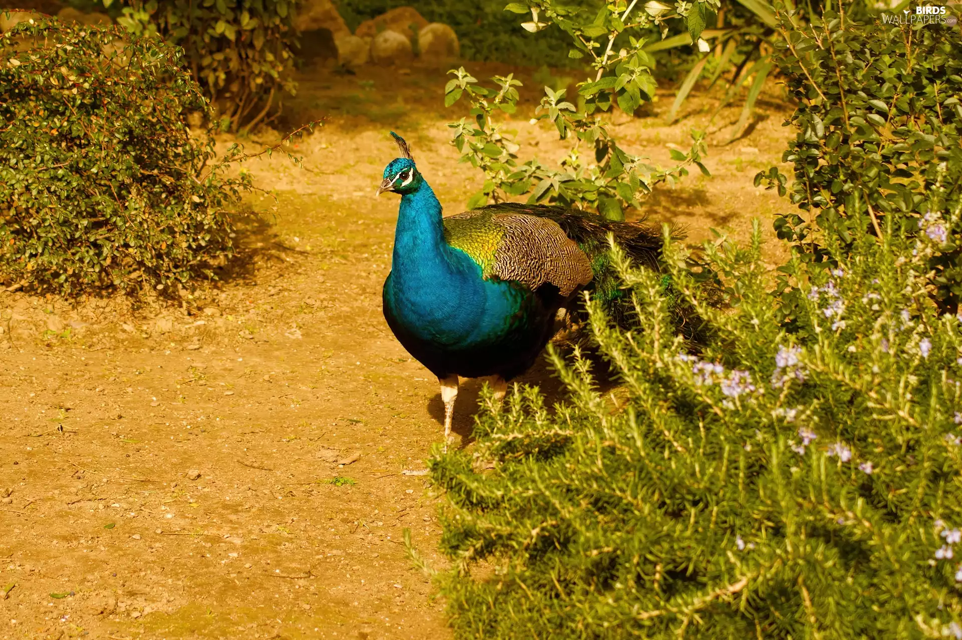 dignified, peacock