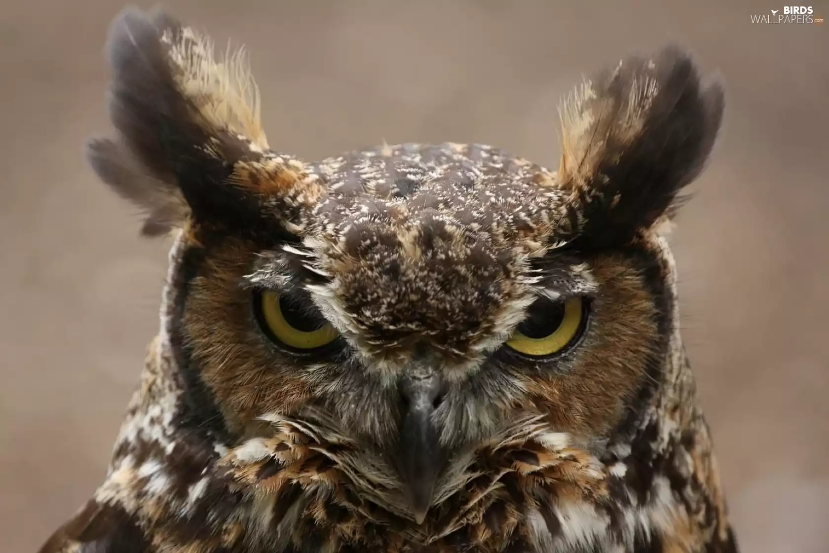 Owl Ear, facial disks