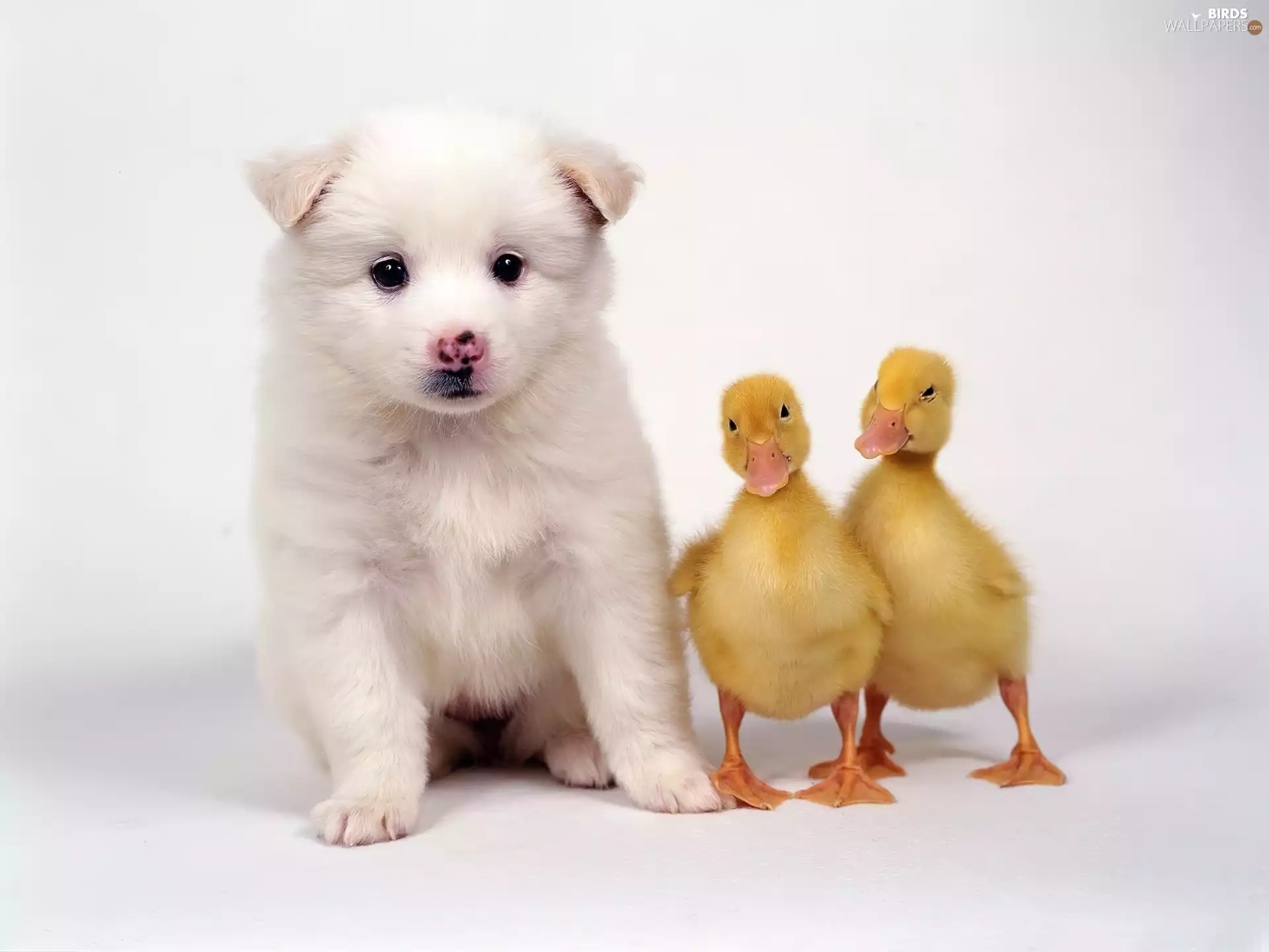 White, Two, ducks, doggie