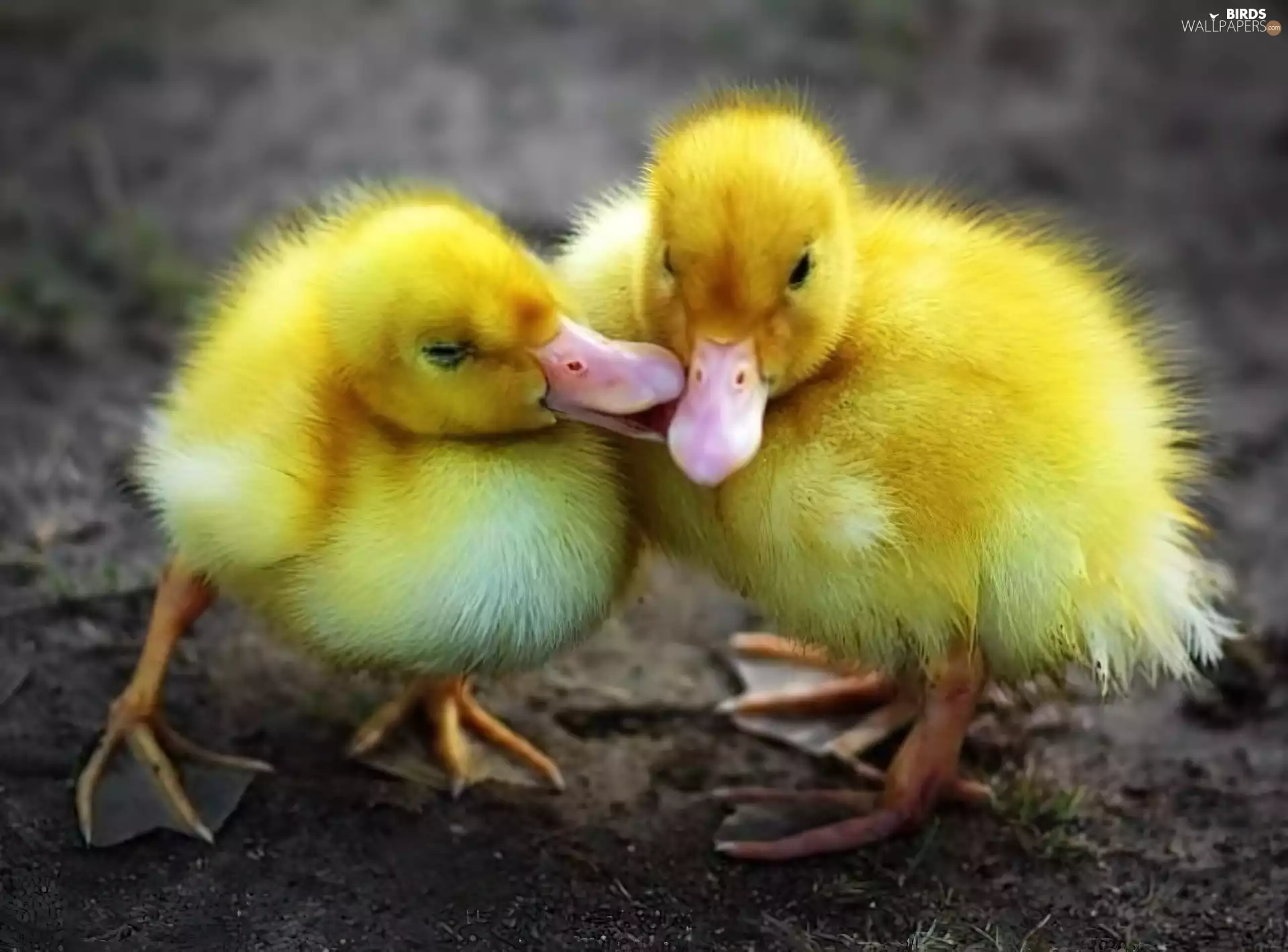 ducks, Two, little doggies