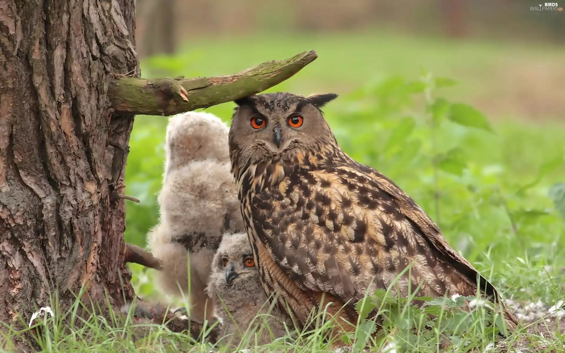 trees, owl, little doggies