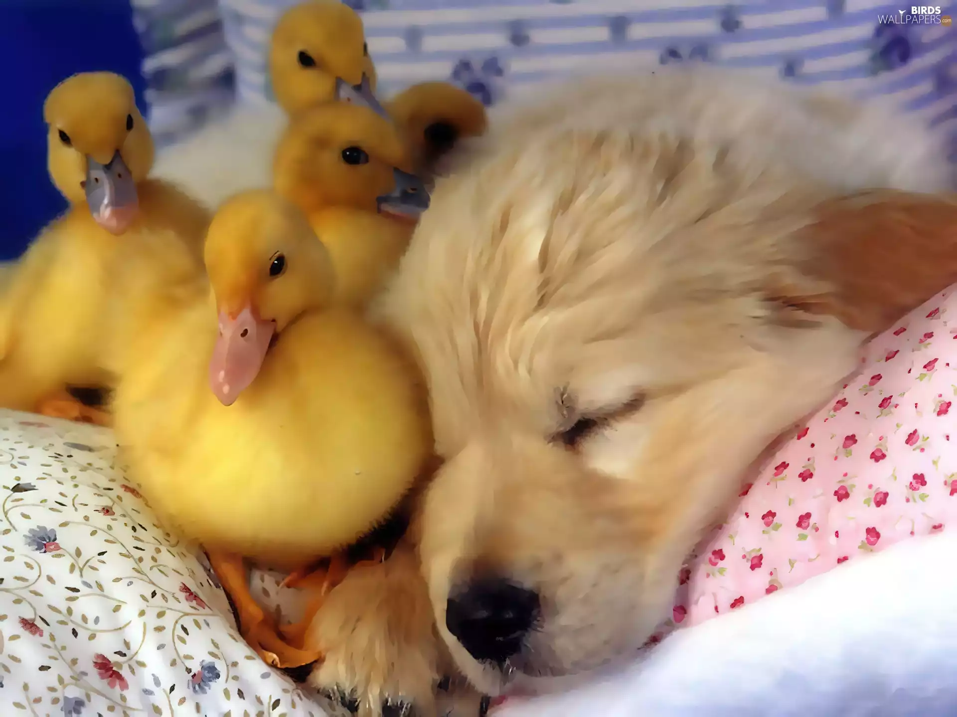 doggy, ducks