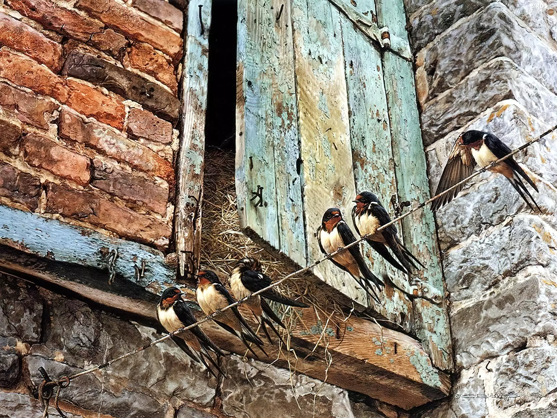 Doors, swallow, cote