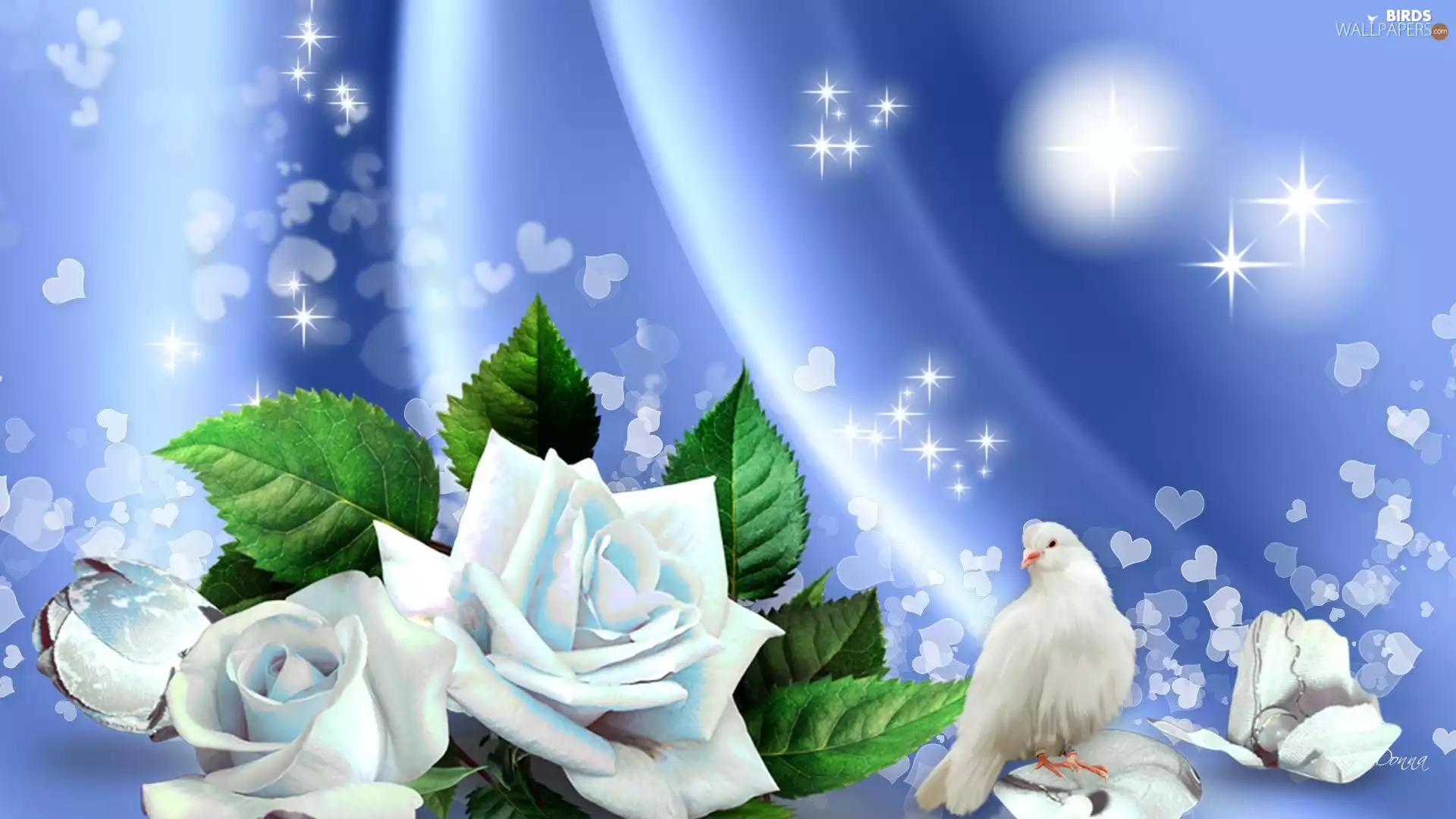 White, roses, graphics, dove